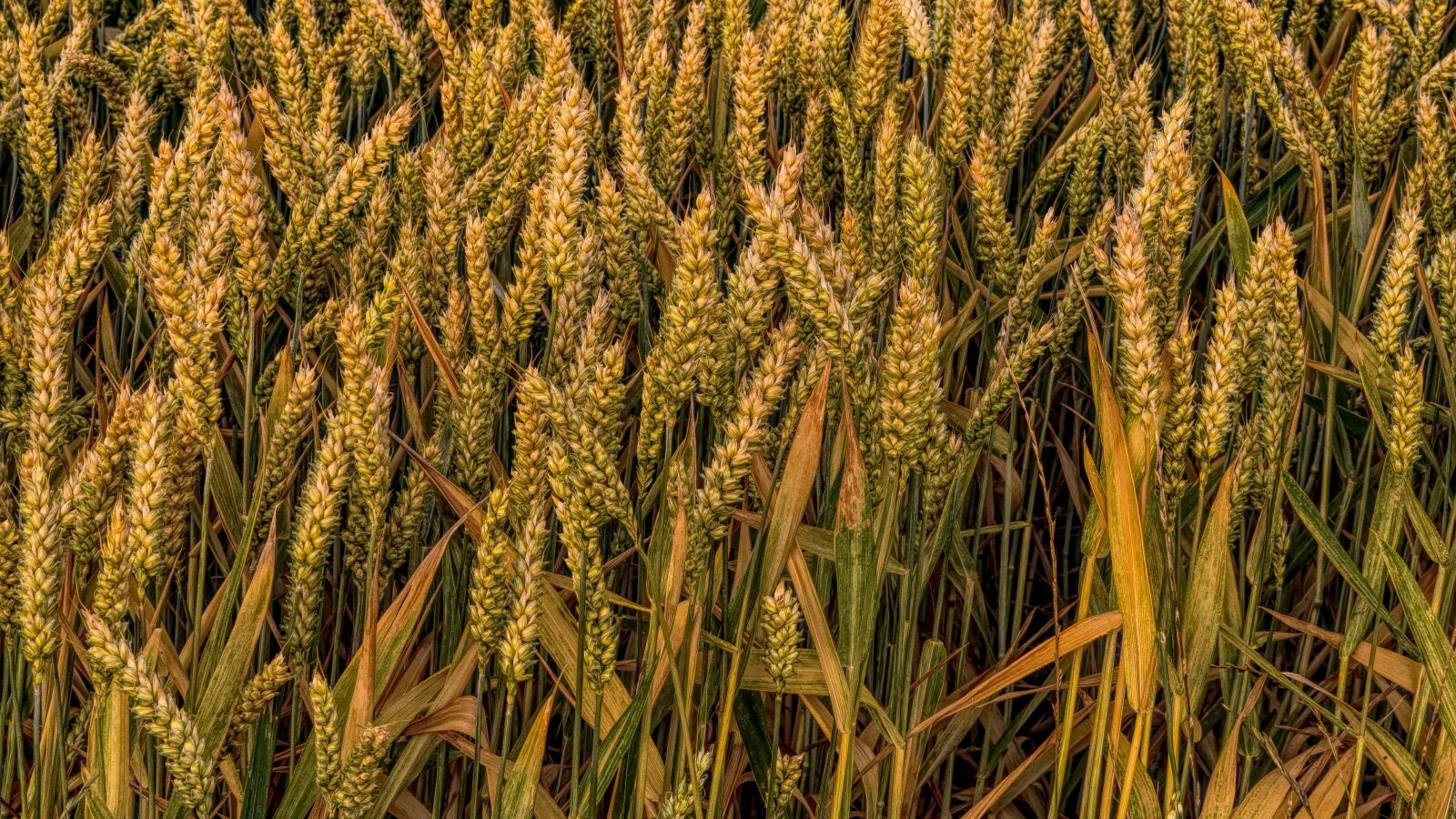 Sony a6300 sample photo. Wheat, grain, field photography