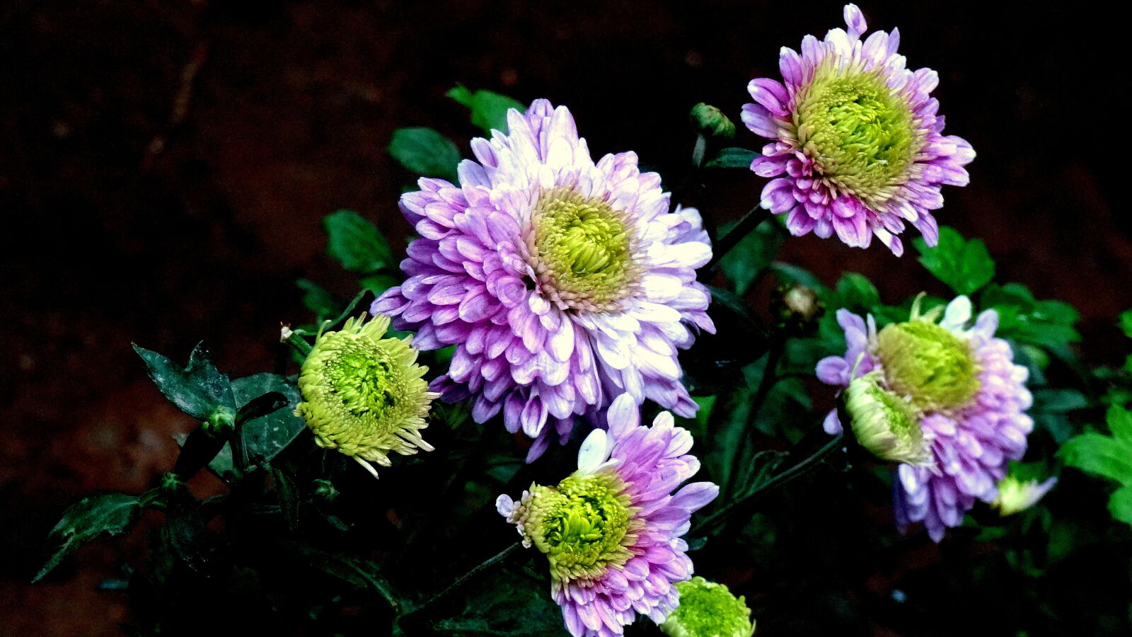 Sony Cyber-shot DSC-HX9V sample photo. Close, up, of, flowers photography