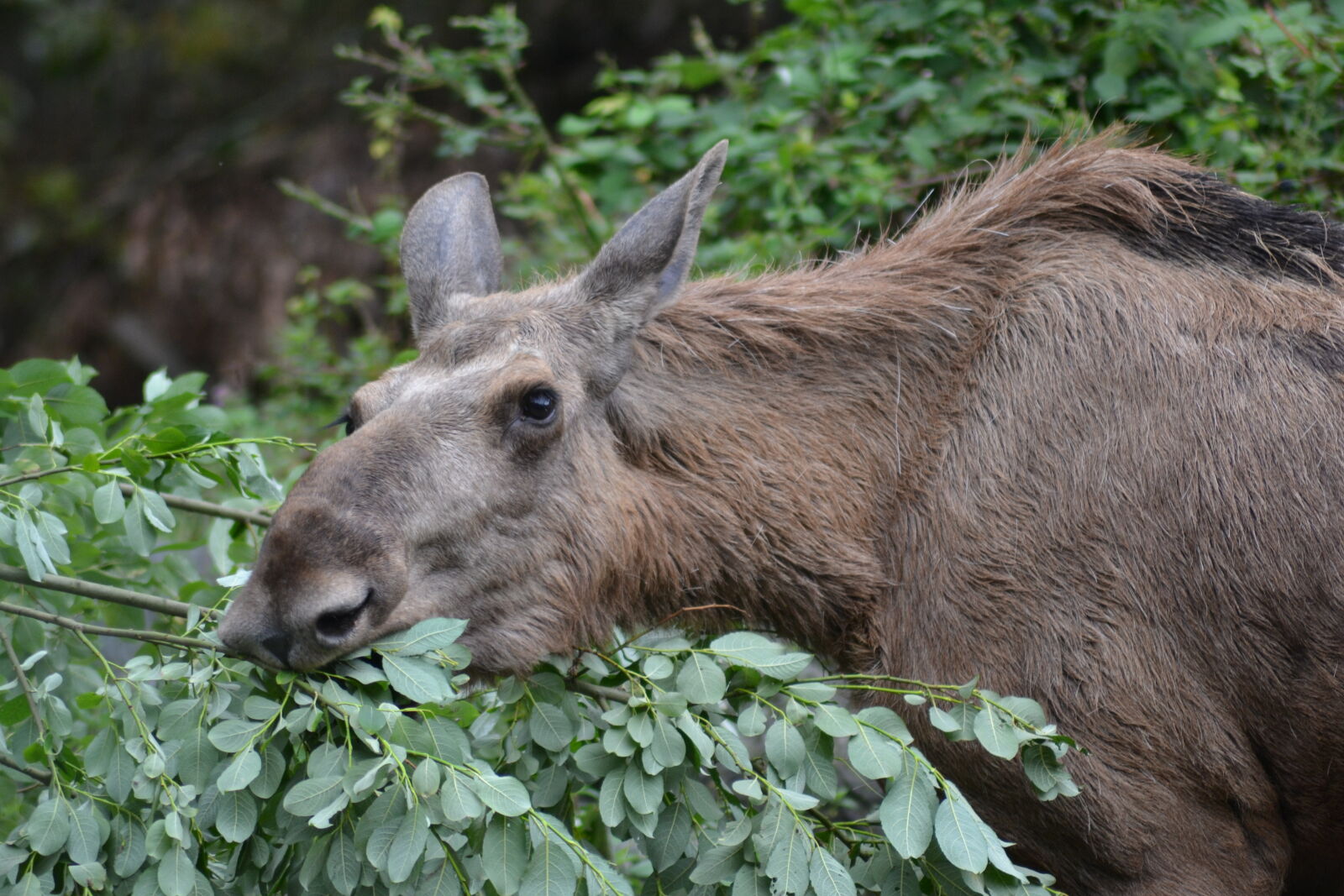 Nikon D3100 sample photo. Canada, close, up, view photography
