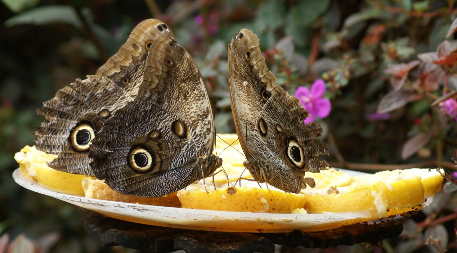 Sony Alpha DSLR-A100 sample photo. Butterflies, nature, calarca photography