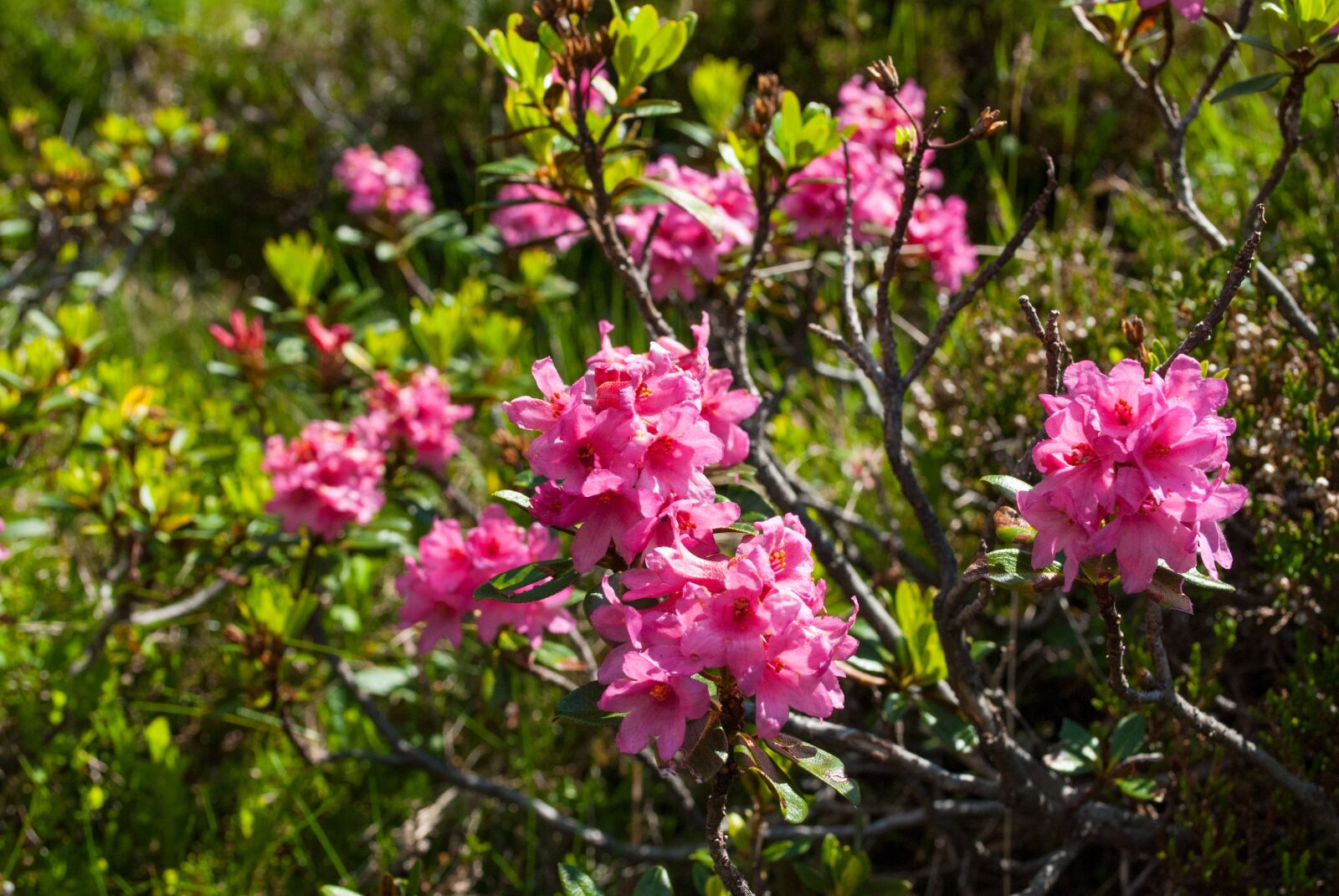 Nikon D60 sample photo. Alpine rose, almrausch, flower photography