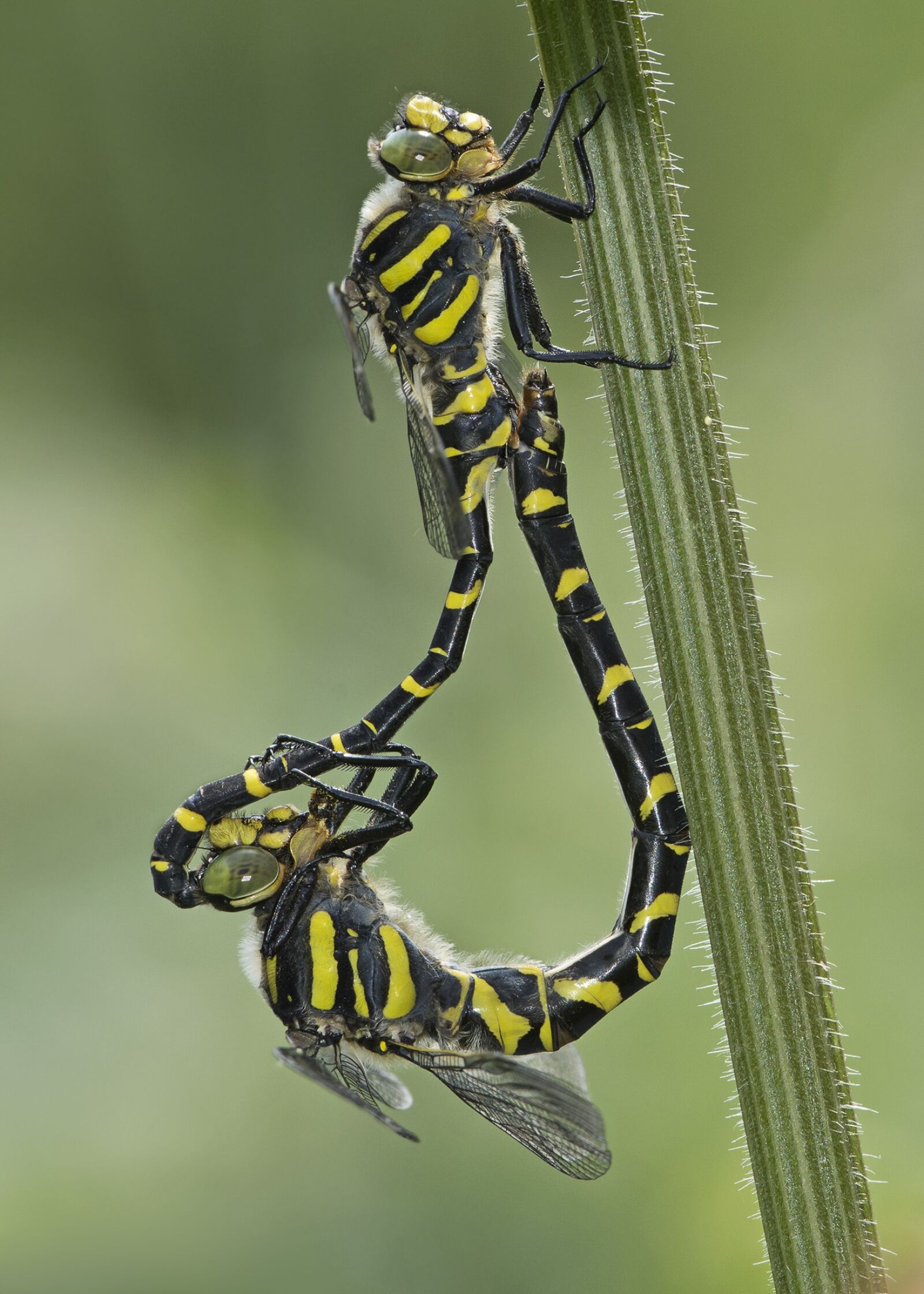 Nikon D7200 sample photo. Insect, animal, wildlife photography
