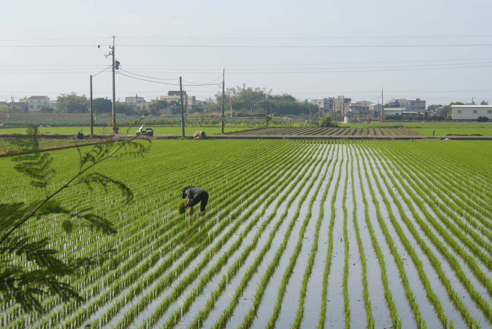 Sony Alpha DSLR-A100 sample photo. Ye tian, in rice photography