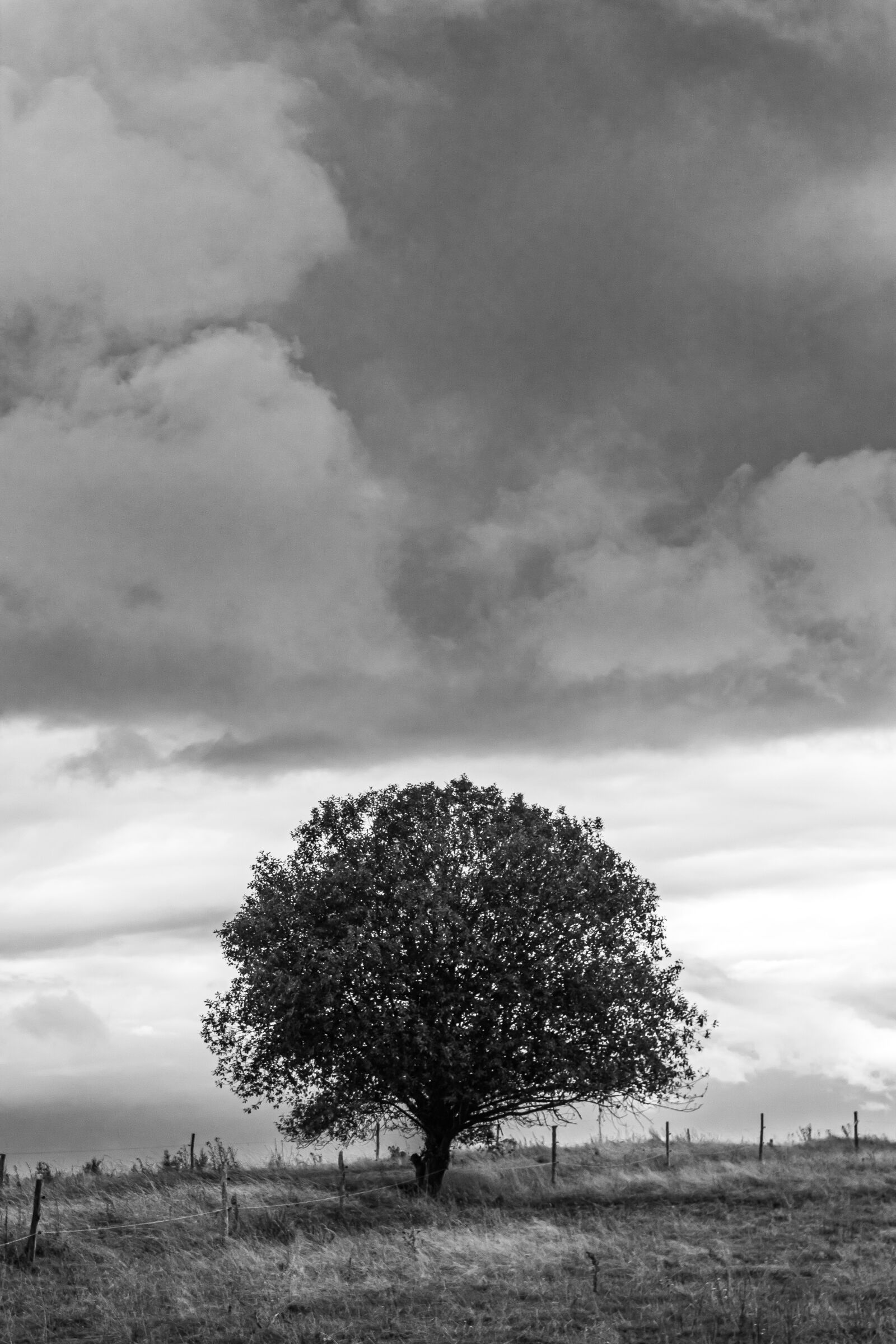 Canon EOS 4000D (EOS Rebel T100 / EOS 3000D) sample photo. Sky, tree, nature photography