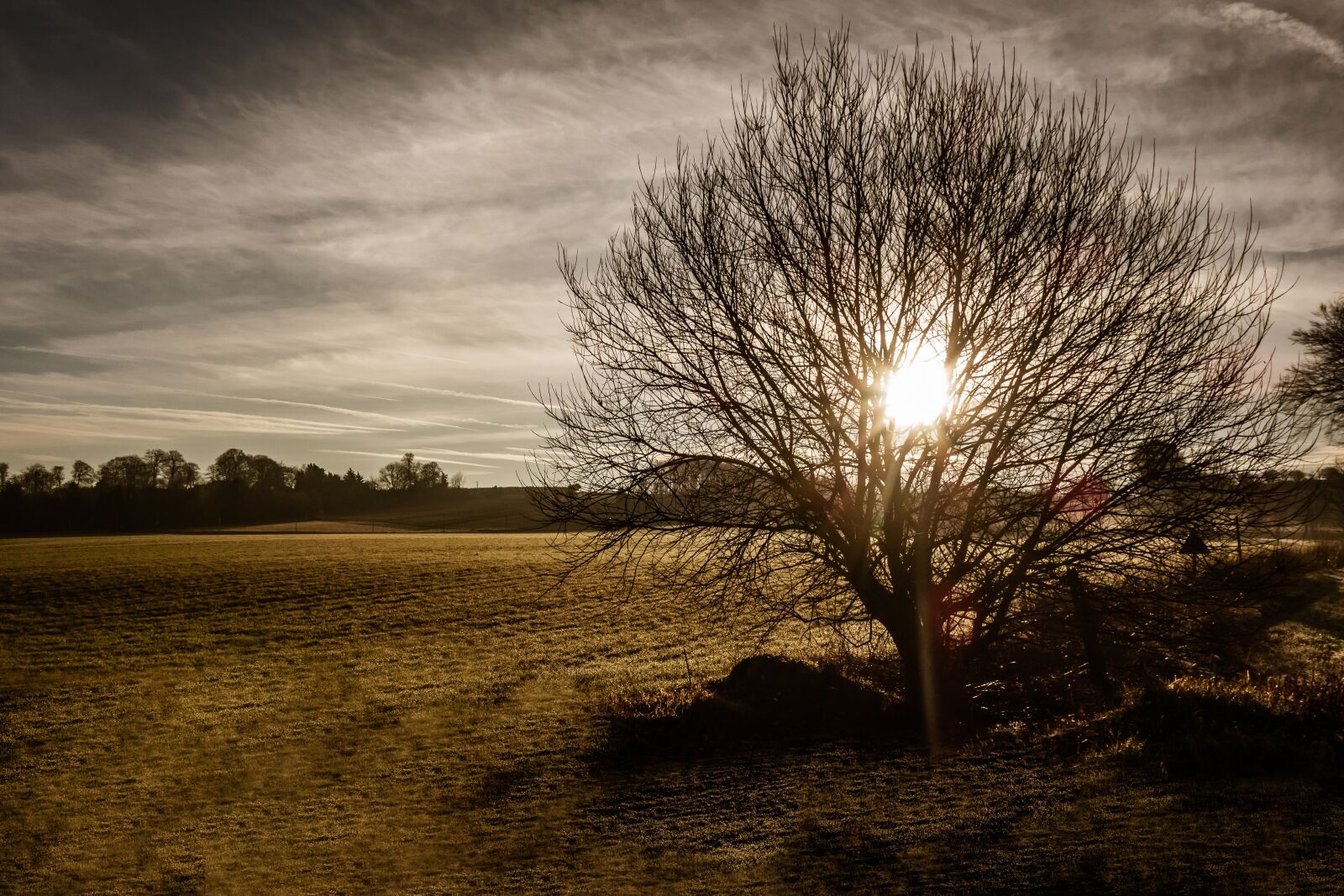 Sony Cyber-shot DSC-RX100 sample photo. Landscape, tree, against the photography