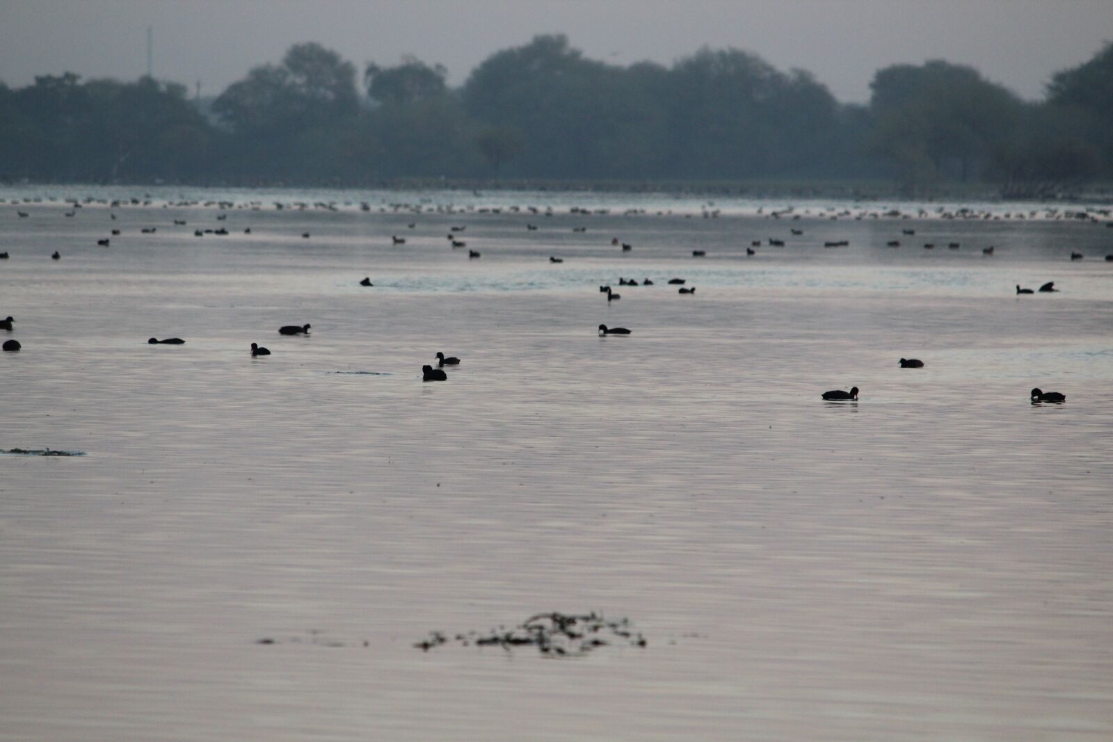 Canon EOS 1200D (EOS Rebel T5 / EOS Kiss X70 / EOS Hi) sample photo. Nature, duck, water photography