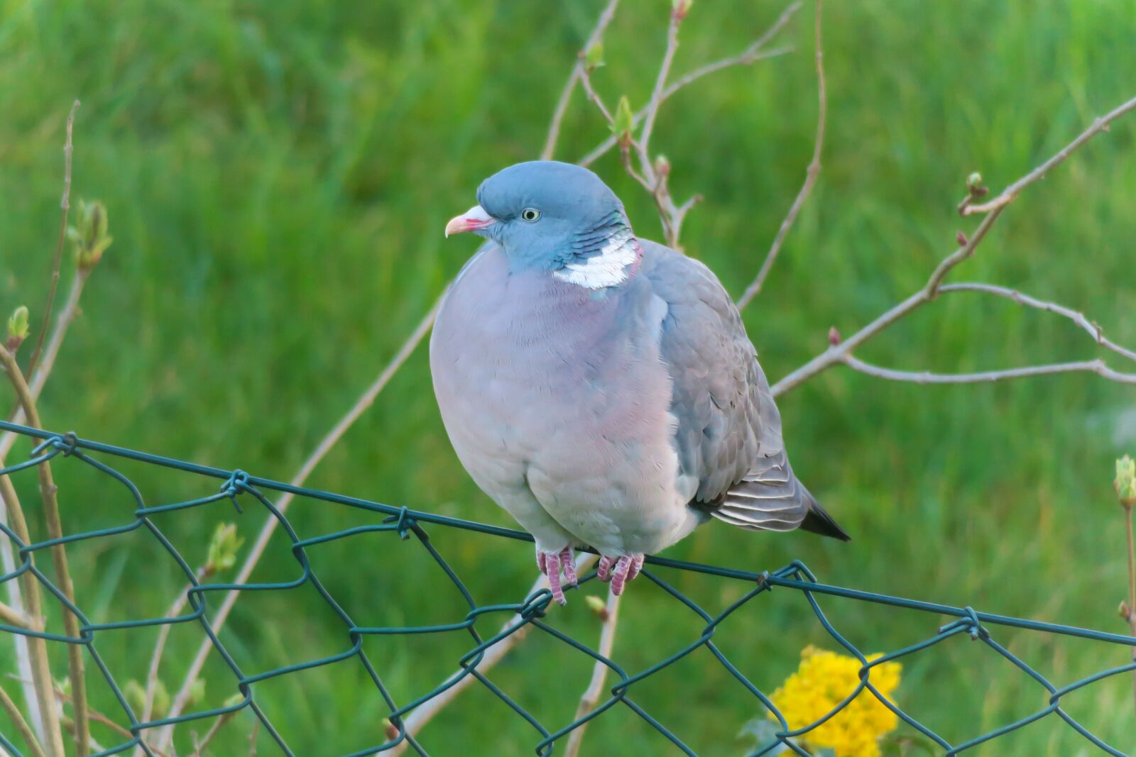Canon PowerShot G3 X sample photo. Dove, view, vigilant photography