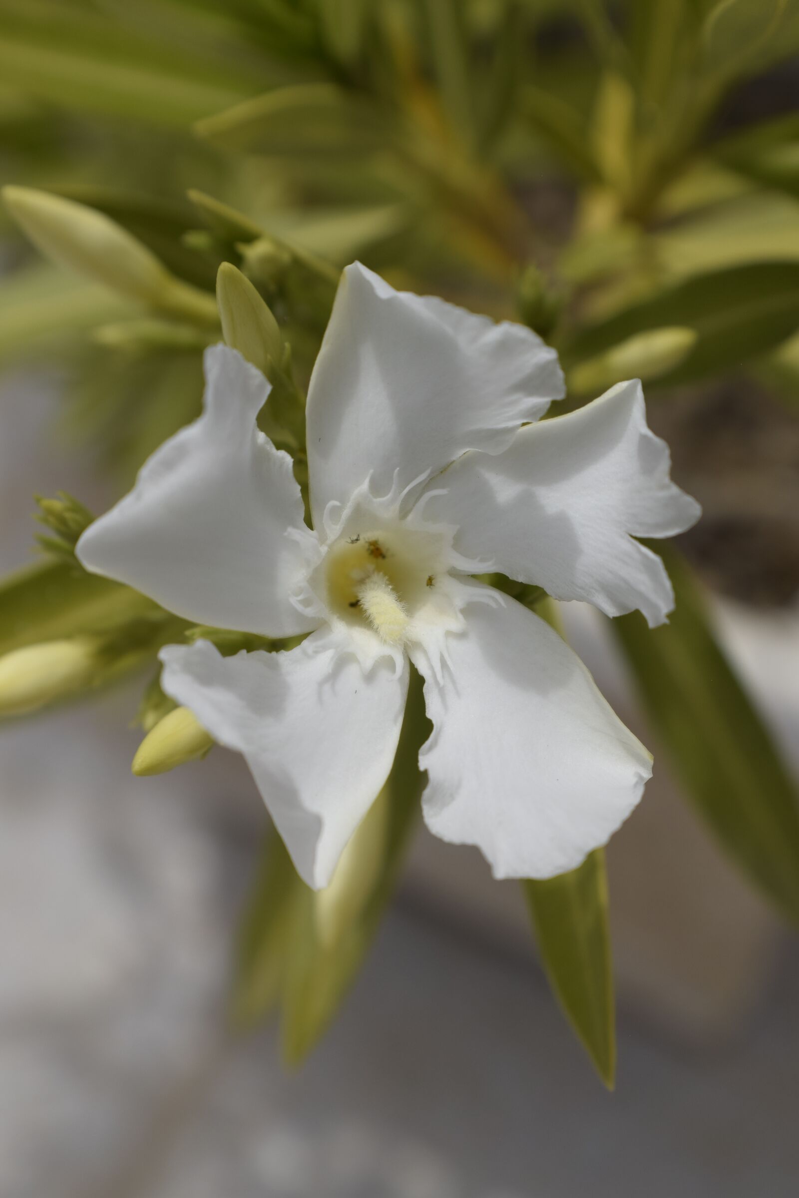 Nikon D3300 sample photo. Flower, nature, floral photography