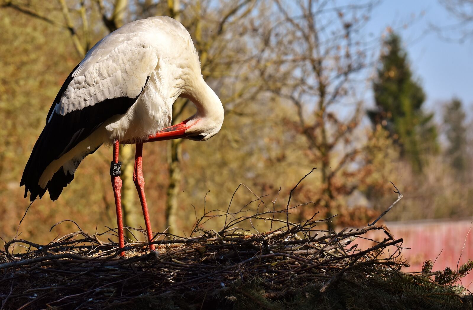 Nikon D7200 sample photo. Stork, pride, bird photography