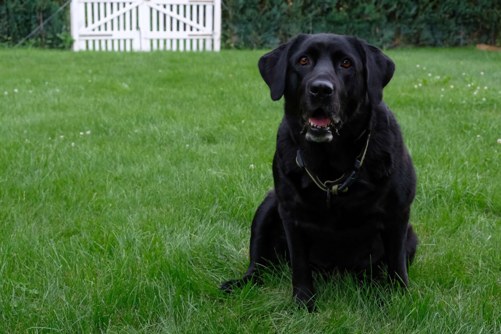 Fujifilm XF 18-55mm F2.8-4 R LM OIS sample photo. Dog, labrador, black photography