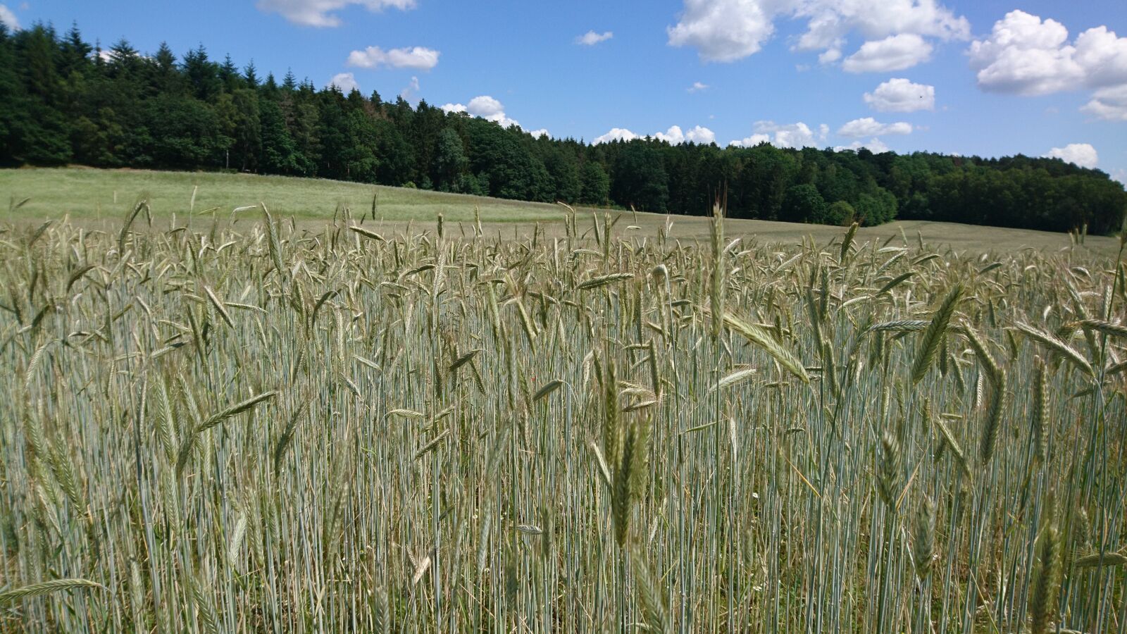 Sony Xperia X sample photo. Field, grain, harvest photography
