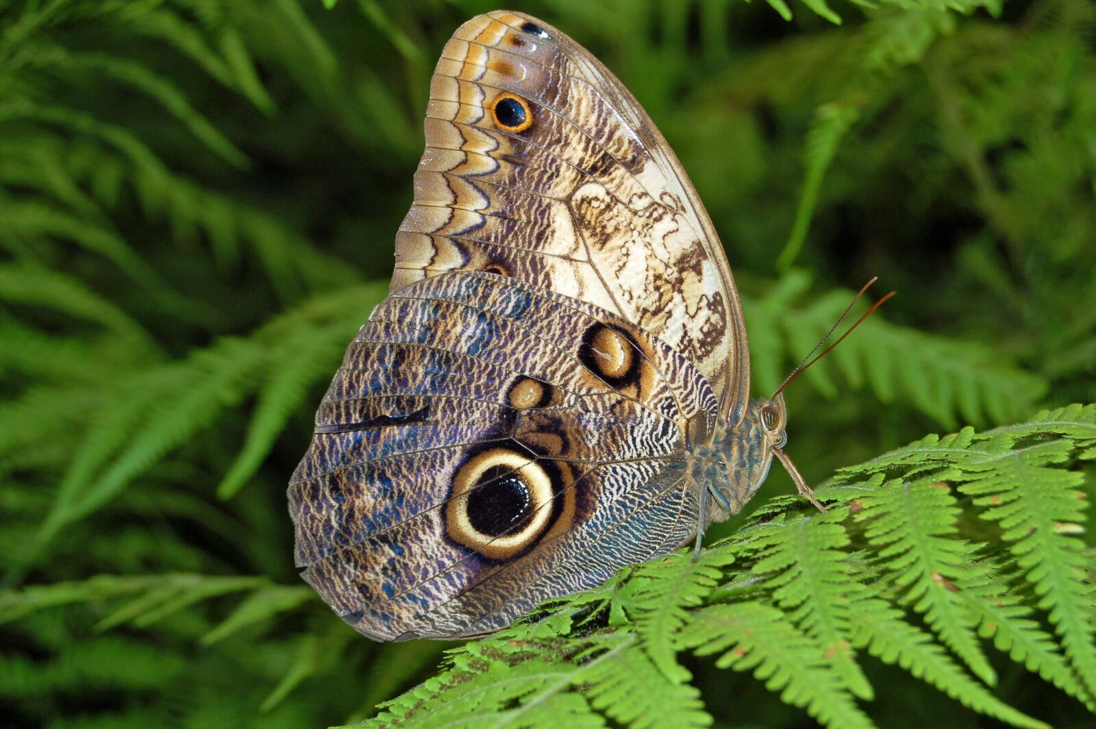 Nikon D50 sample photo. Butterfly, fern, wings photography