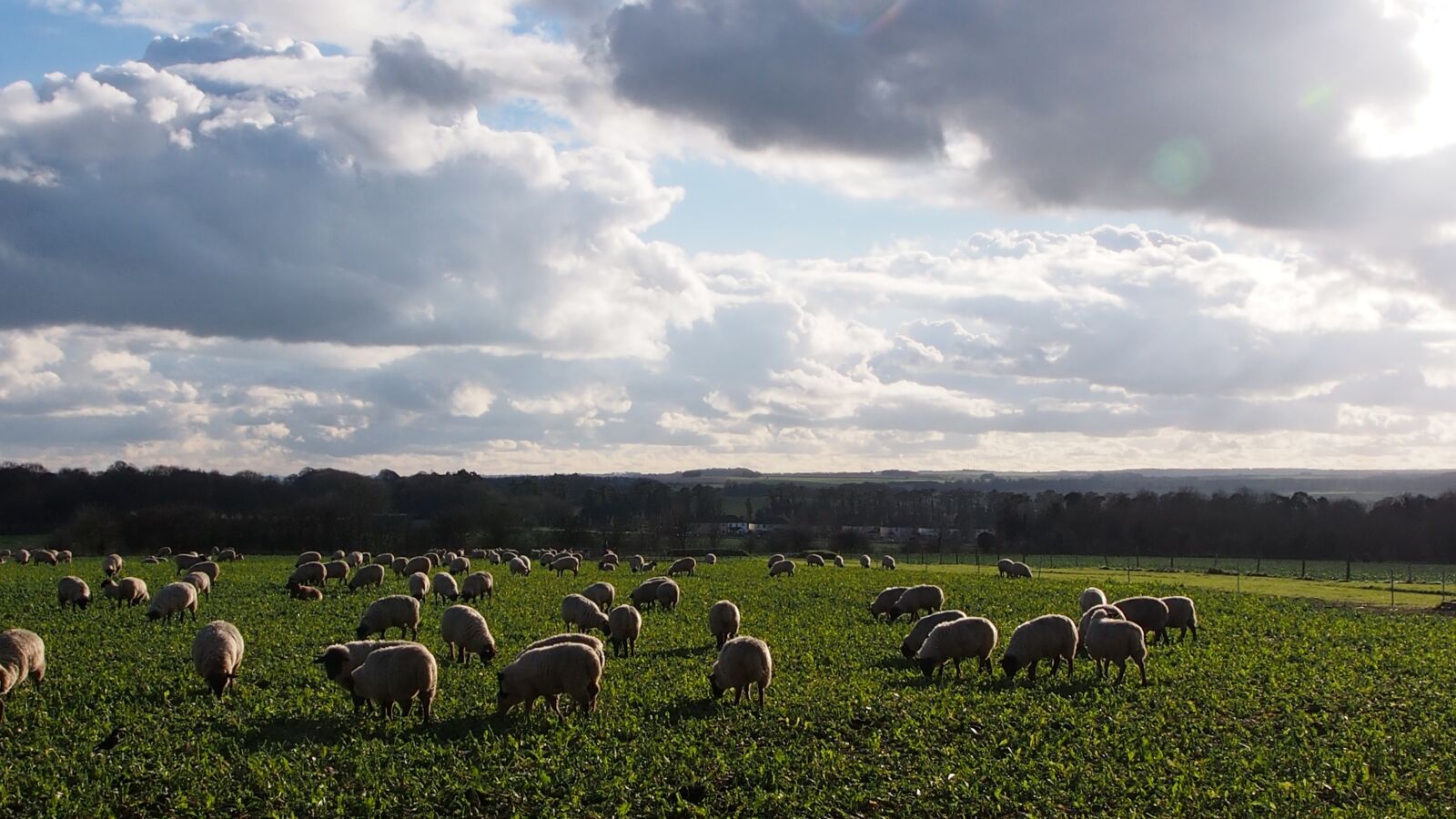 Olympus OM-D E-M5 sample photo. Wiltshire, sheep, clouds photography