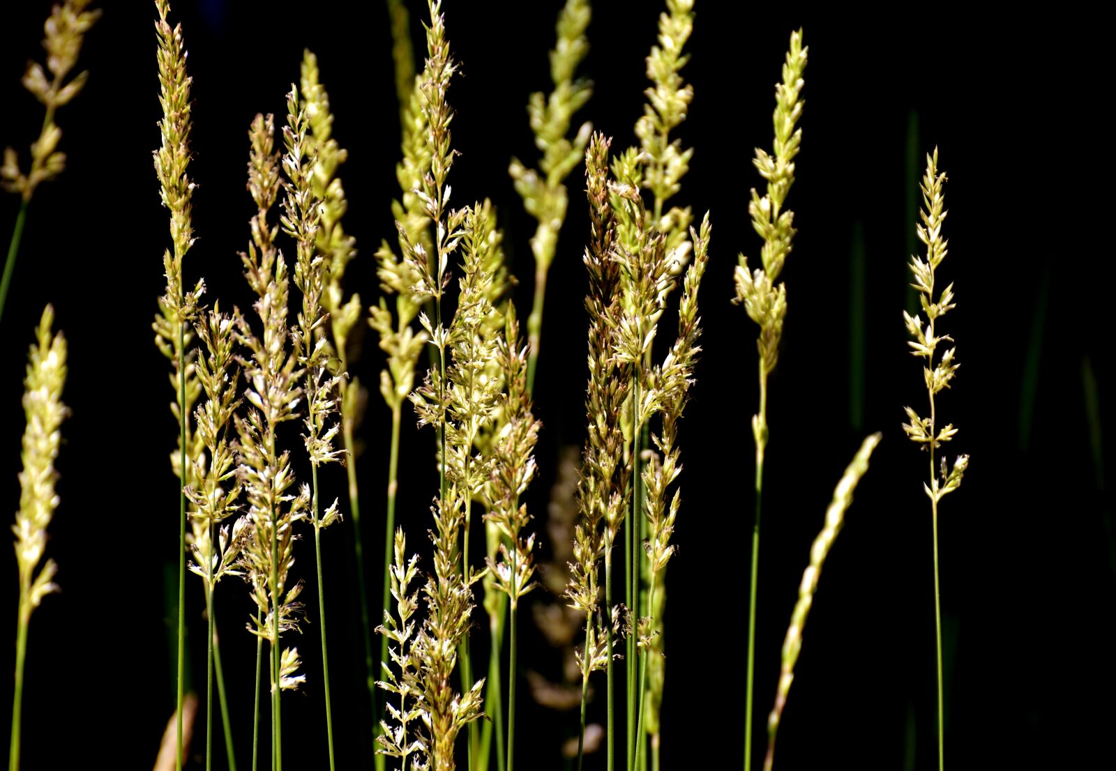 Nikon D7200 sample photo. Grasses, summer, nature photography
