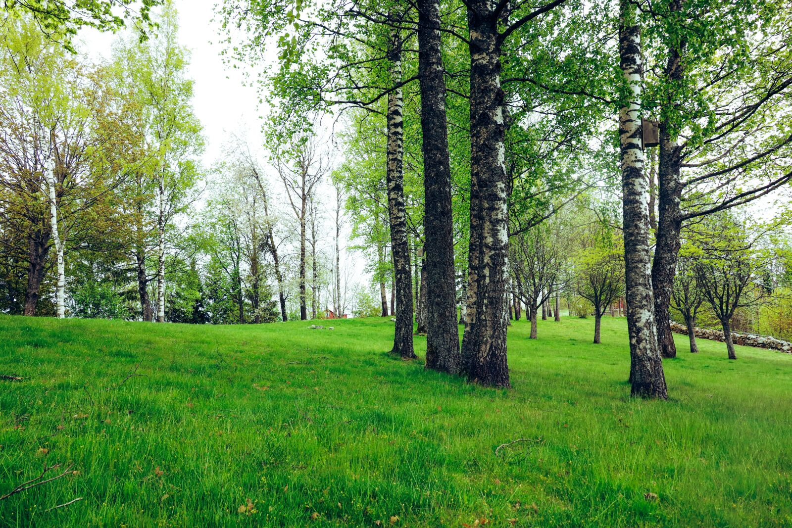 Canon EOS R sample photo. Landscape, trees, spring photography