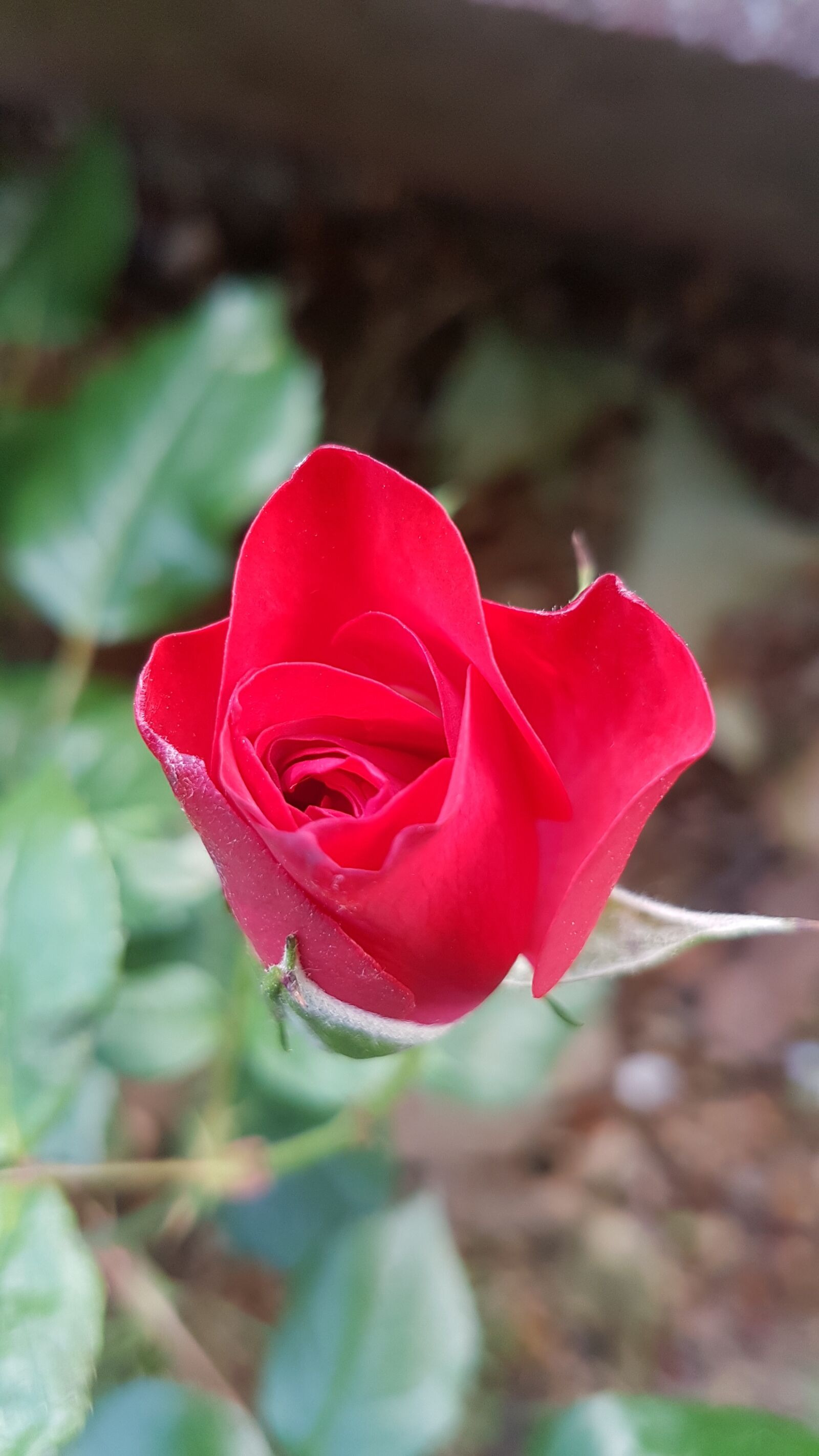 Samsung Galaxy S7 Edge sample photo. Red, rose, nature photography