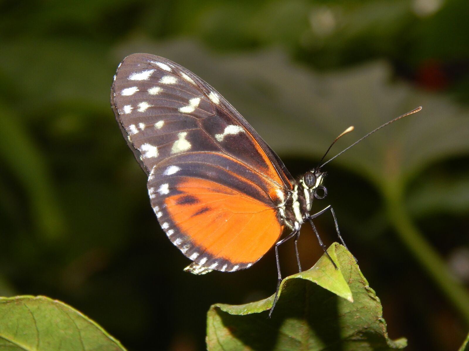 Nikon Coolpix L820 sample photo. Butterfly, nature, wings photography