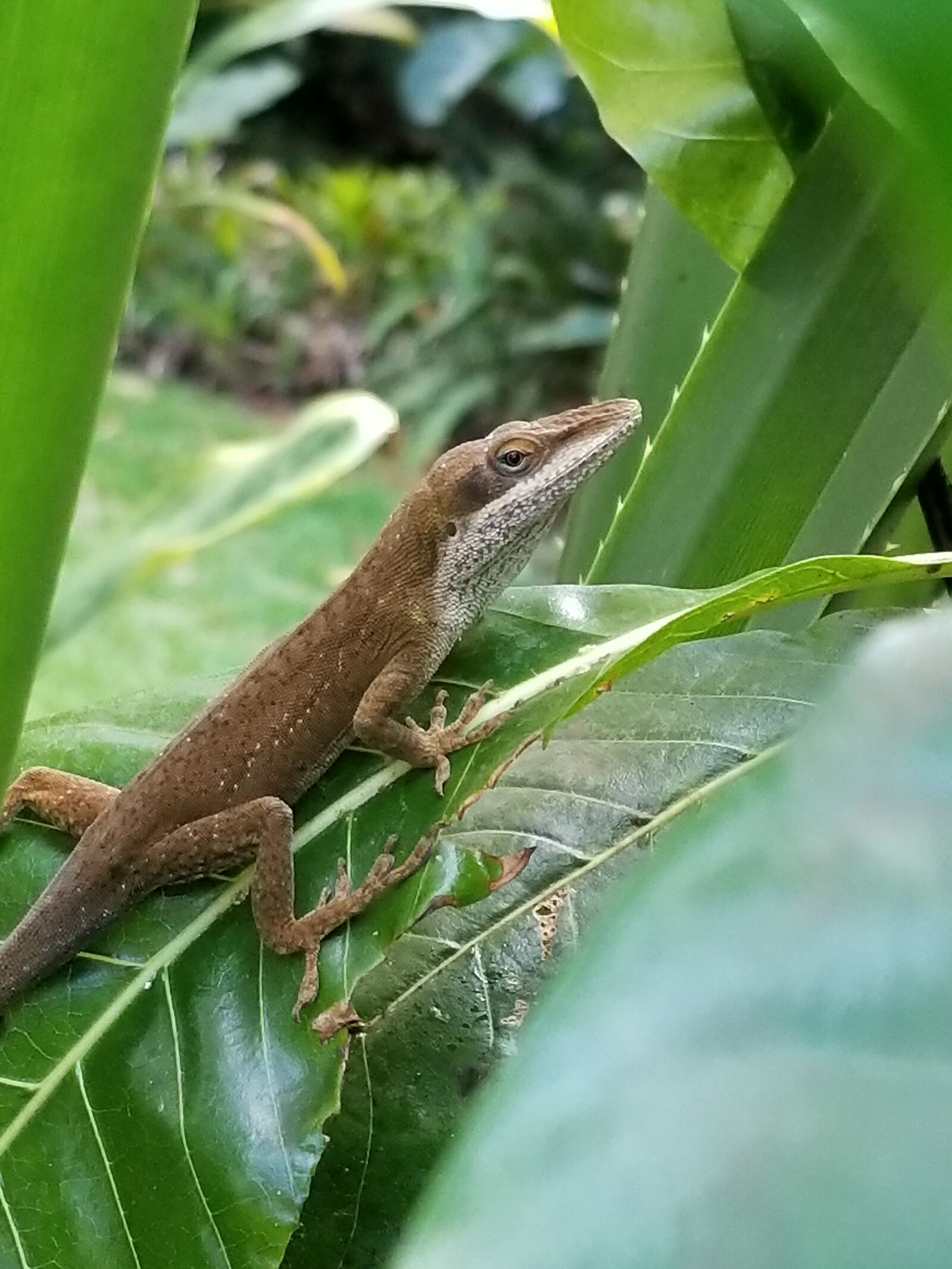 Samsung Galaxy S8+ sample photo