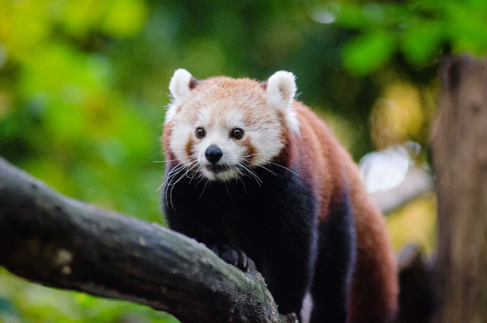 AF Zoom-Nikkor 80-200mm f/2.8 ED sample photo