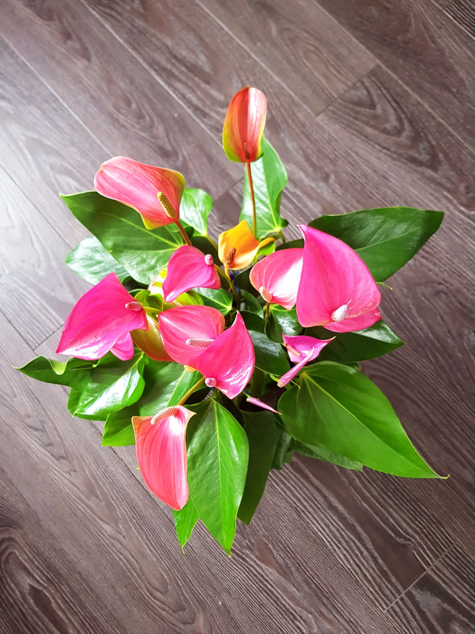 Samsung Galaxy S8 sample photo. Anthurium, beauty, pink photography