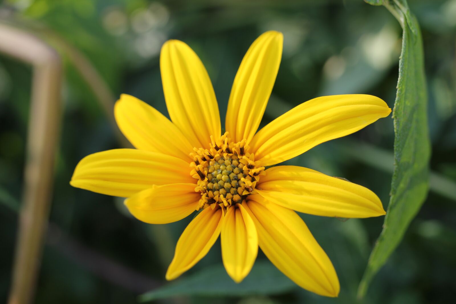 Canon EOS 550D (EOS Rebel T2i / EOS Kiss X4) sample photo. Yellow flower, yellow petals photography