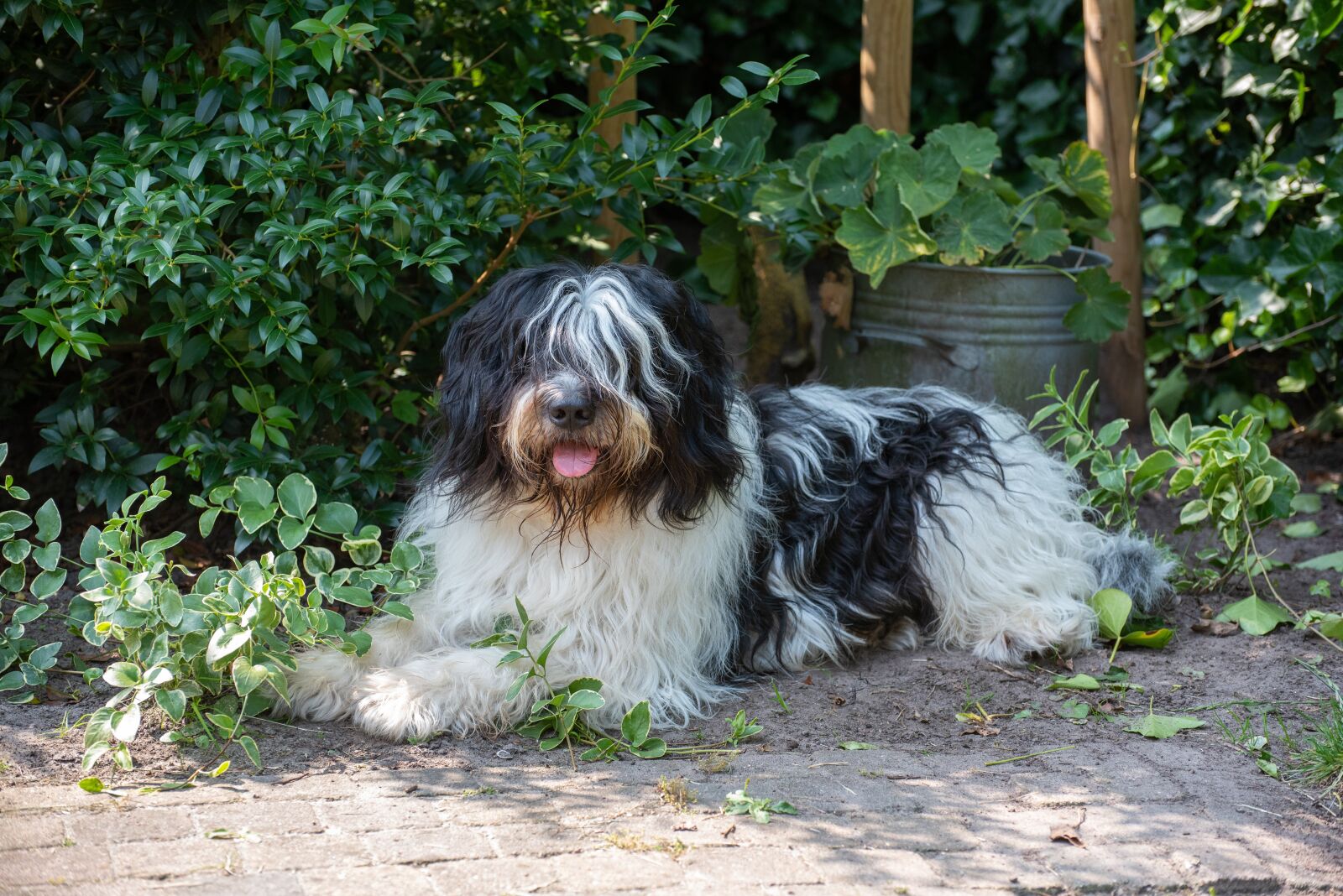 Nikon D750 sample photo. Dog, hairy, cute photography