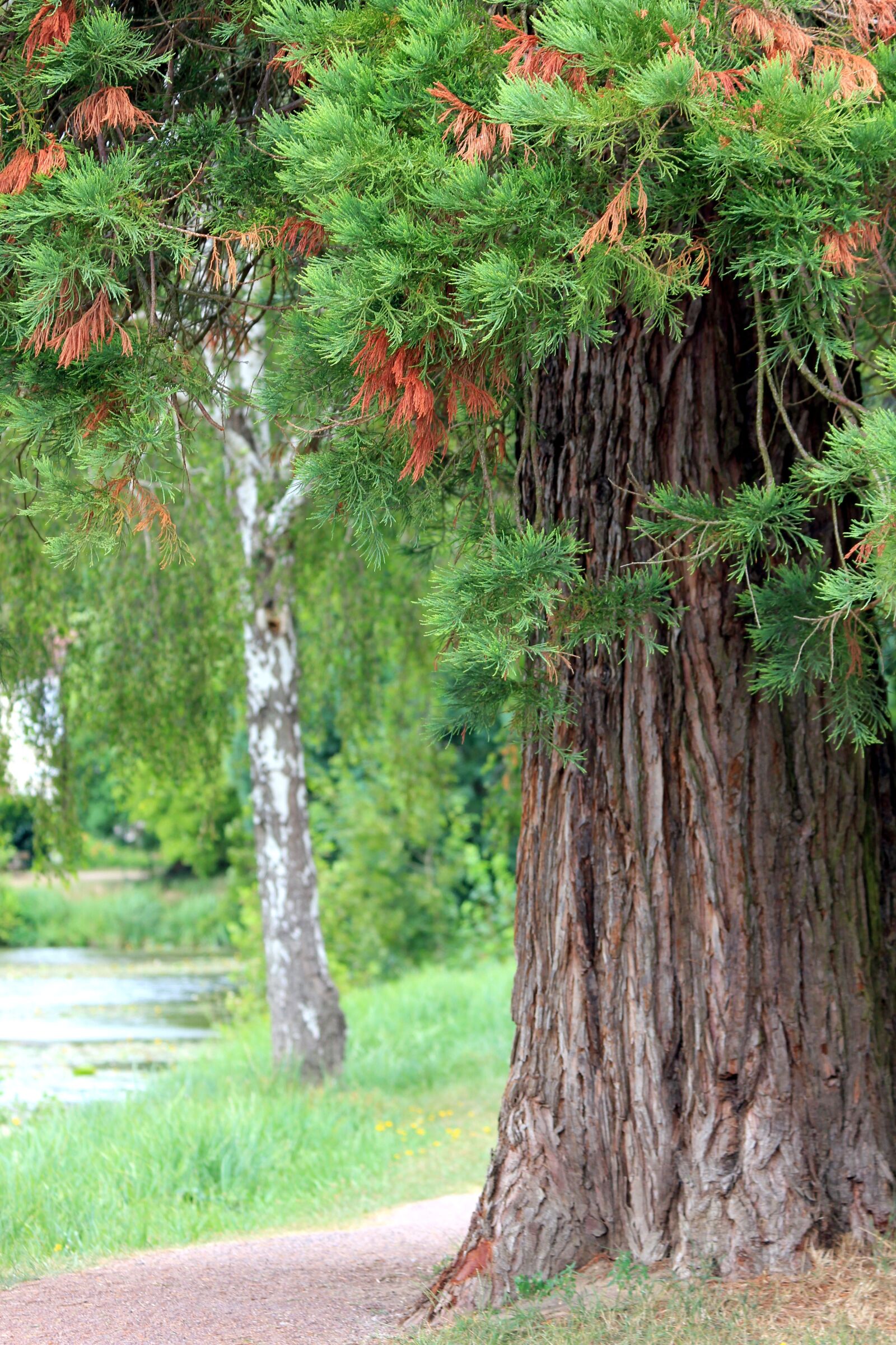 Canon EOS 550D (EOS Rebel T2i / EOS Kiss X4) sample photo. Tree, vegetation, colors photography