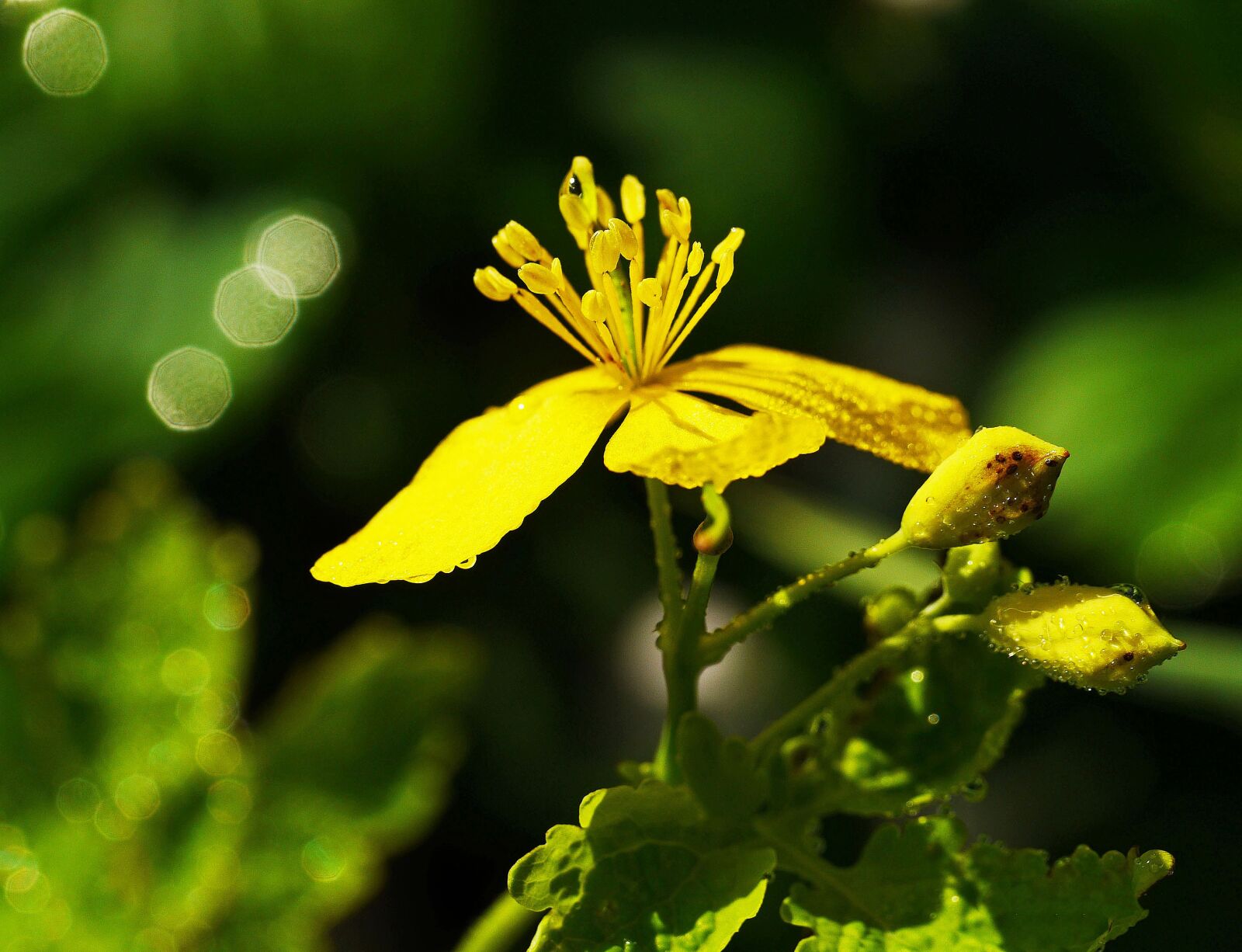 Panasonic Lumix DMC-GH3 sample photo. Wild flower, wild herb photography