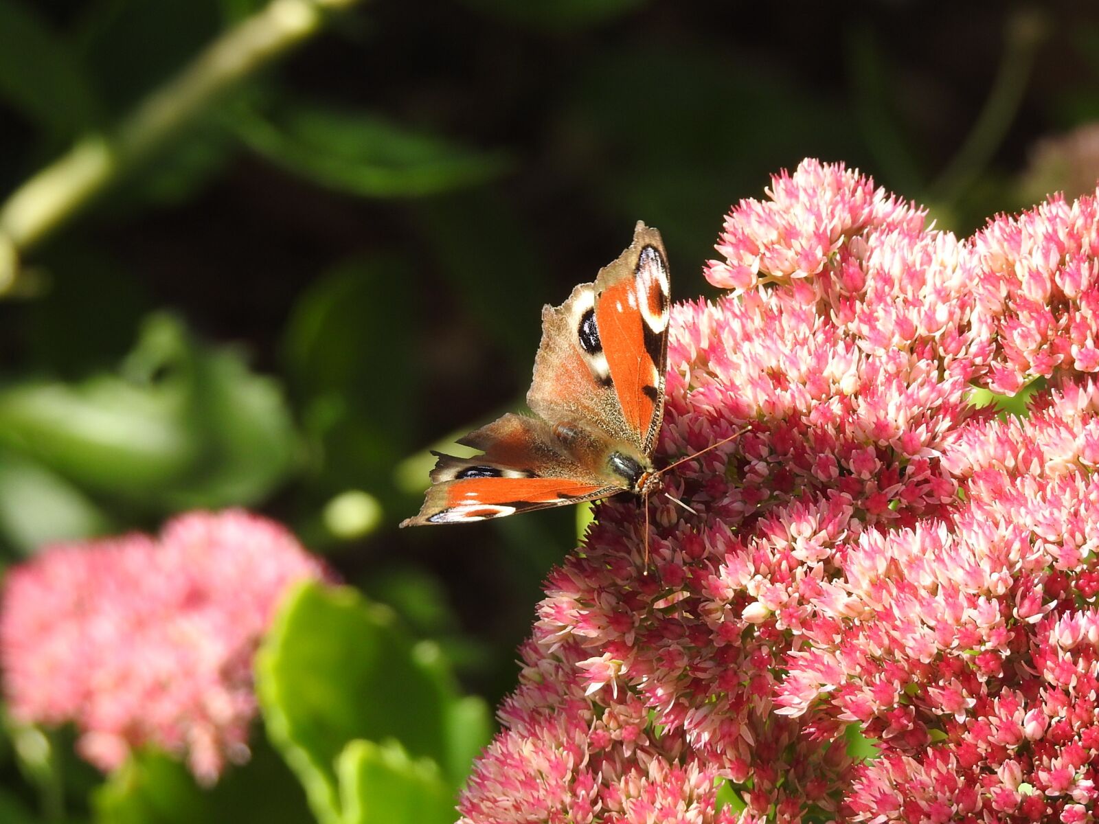 Nikon Coolpix P900 sample photo. Butterfly, flower, nature photography