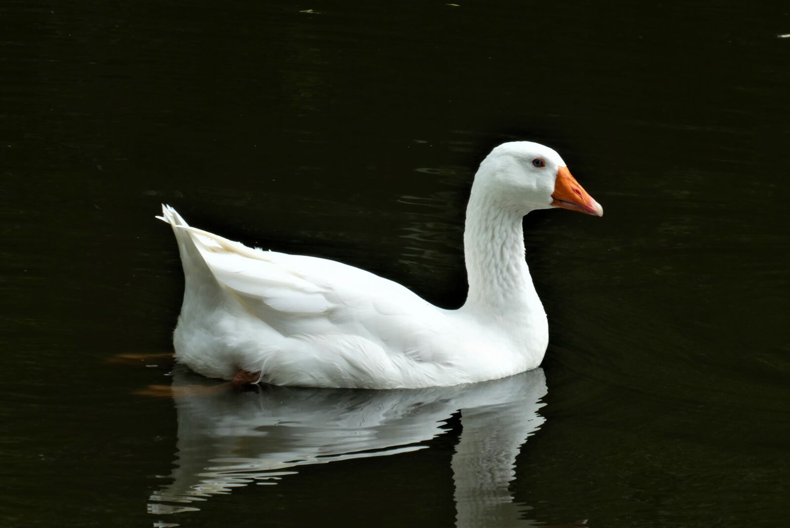 Panasonic Lumix DC-ZS70 (Lumix DC-TZ90) sample photo. Goose, white, ditch photography