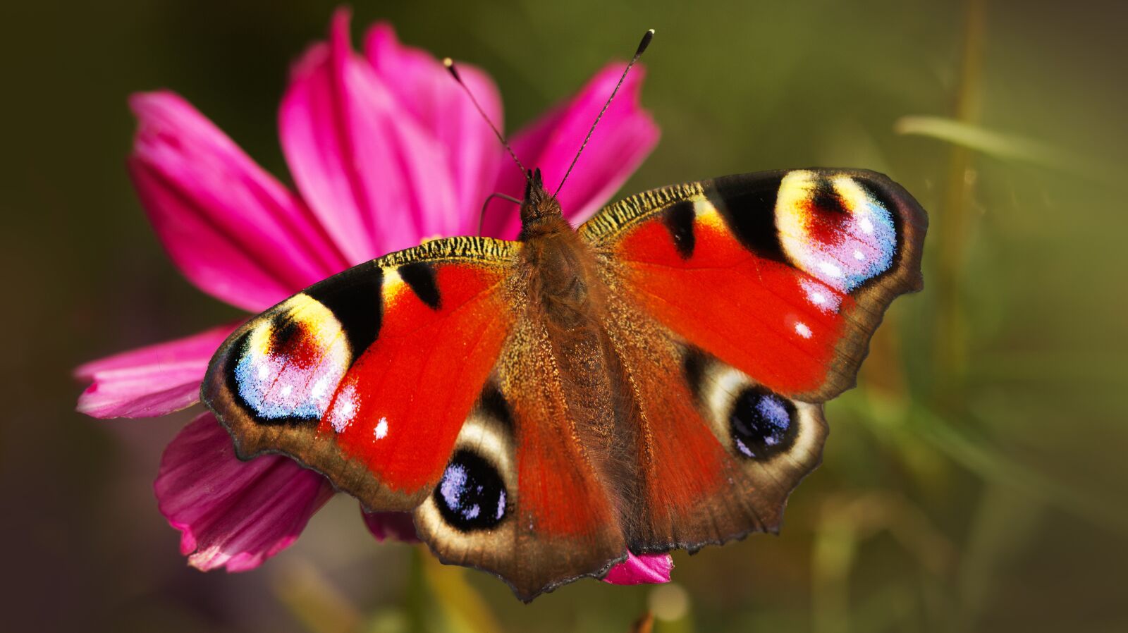 Canon EOS M50 (EOS Kiss M) sample photo. Peacock butterfly, butterfly, pollination photography