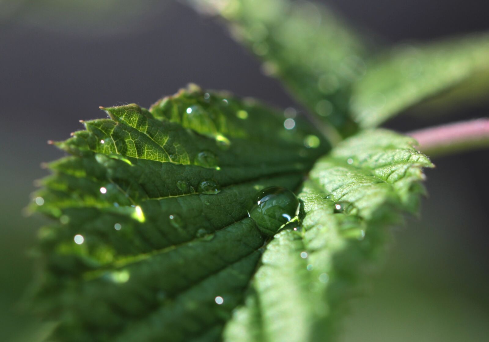 Canon EOS 60D sample photo. Herbs, drop of water photography