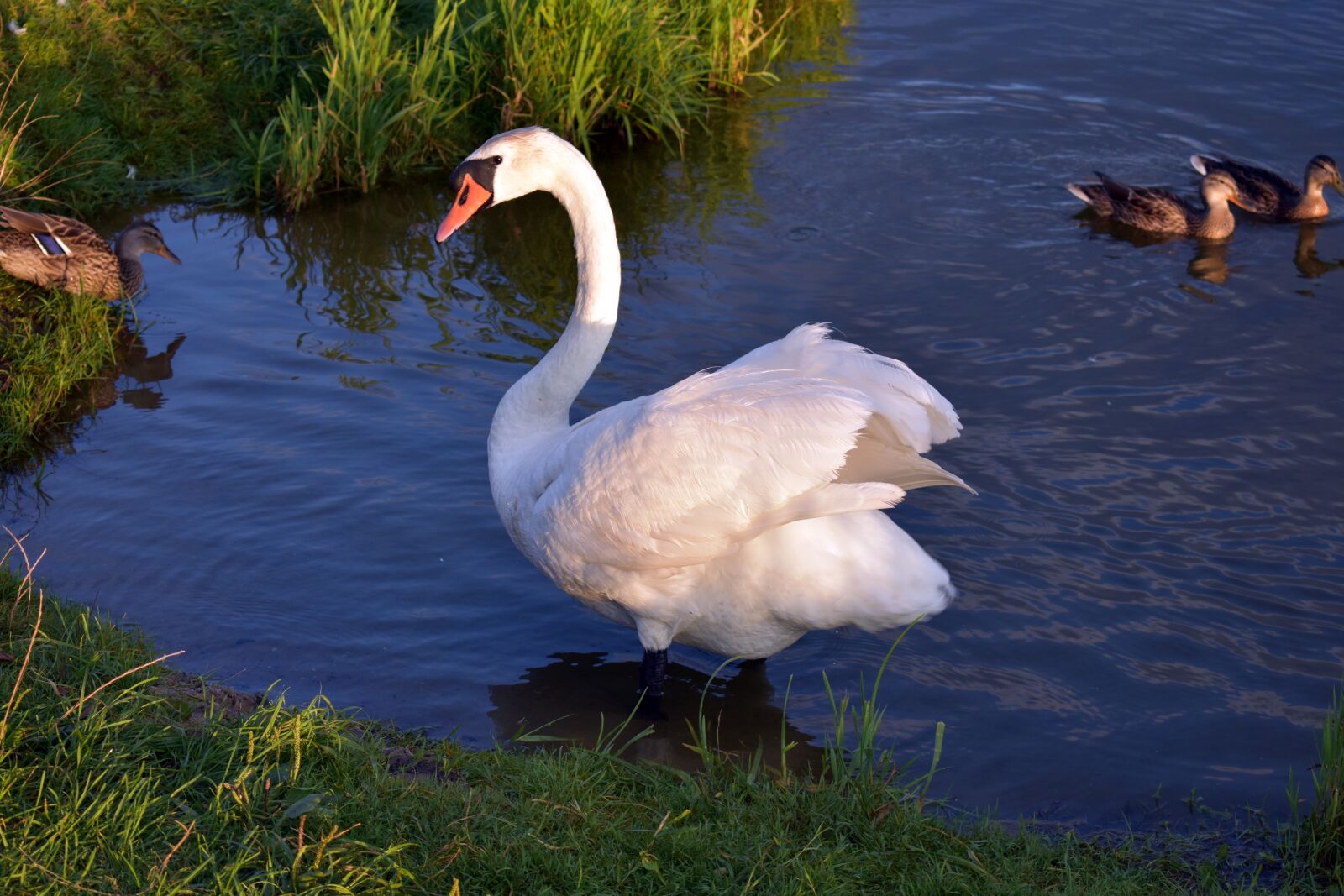 Nikon D3400 sample photo. Swans, bird, water photography