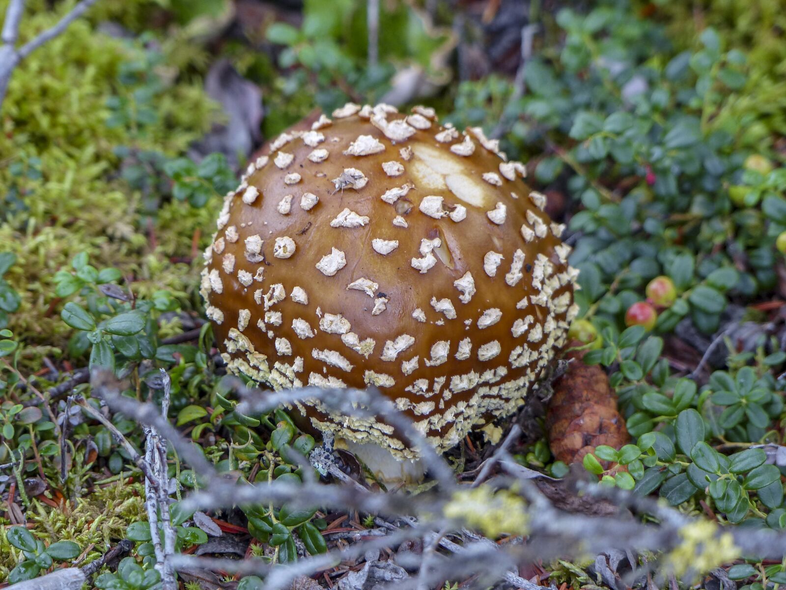 Panasonic Lumix DMC-FZ200 sample photo. Mushroom, toxic, fly agaric photography
