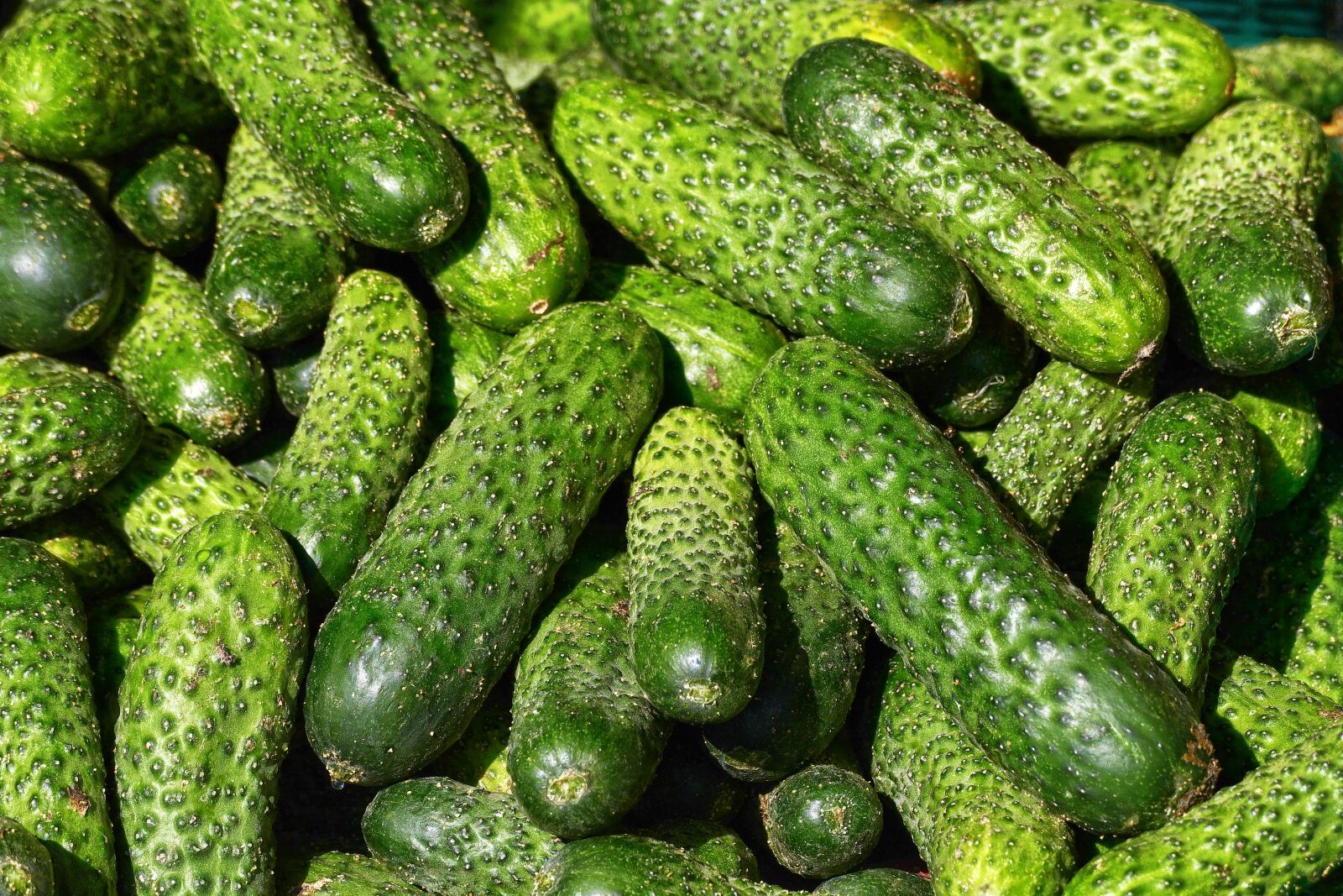 Panasonic Lumix DMC-FZ1000 sample photo. Cucumbers, kukumer, garden cucumber photography