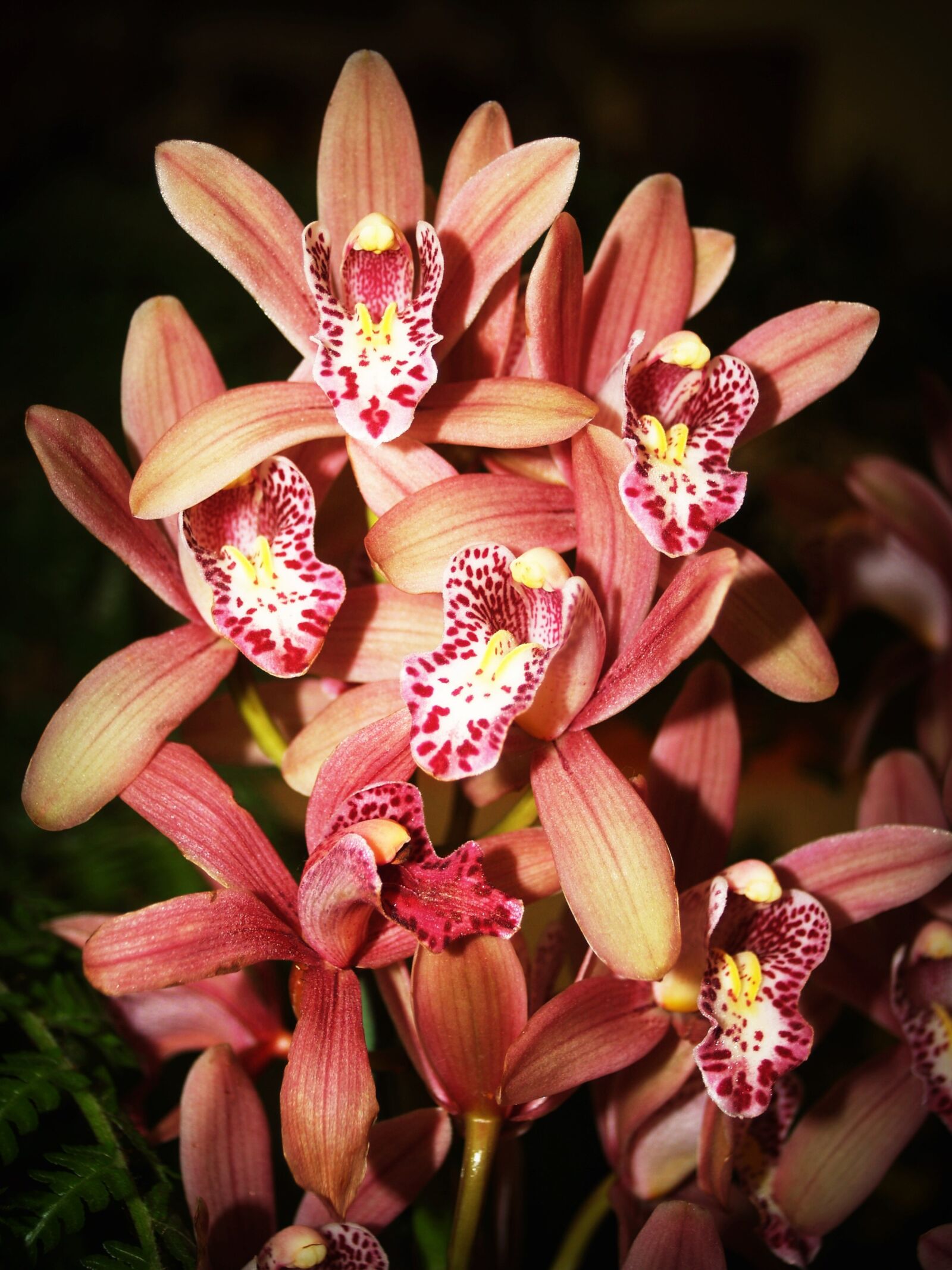 Olympus E-300 (EVOLT E-300) sample photo. Flower, orchid, tropical photography