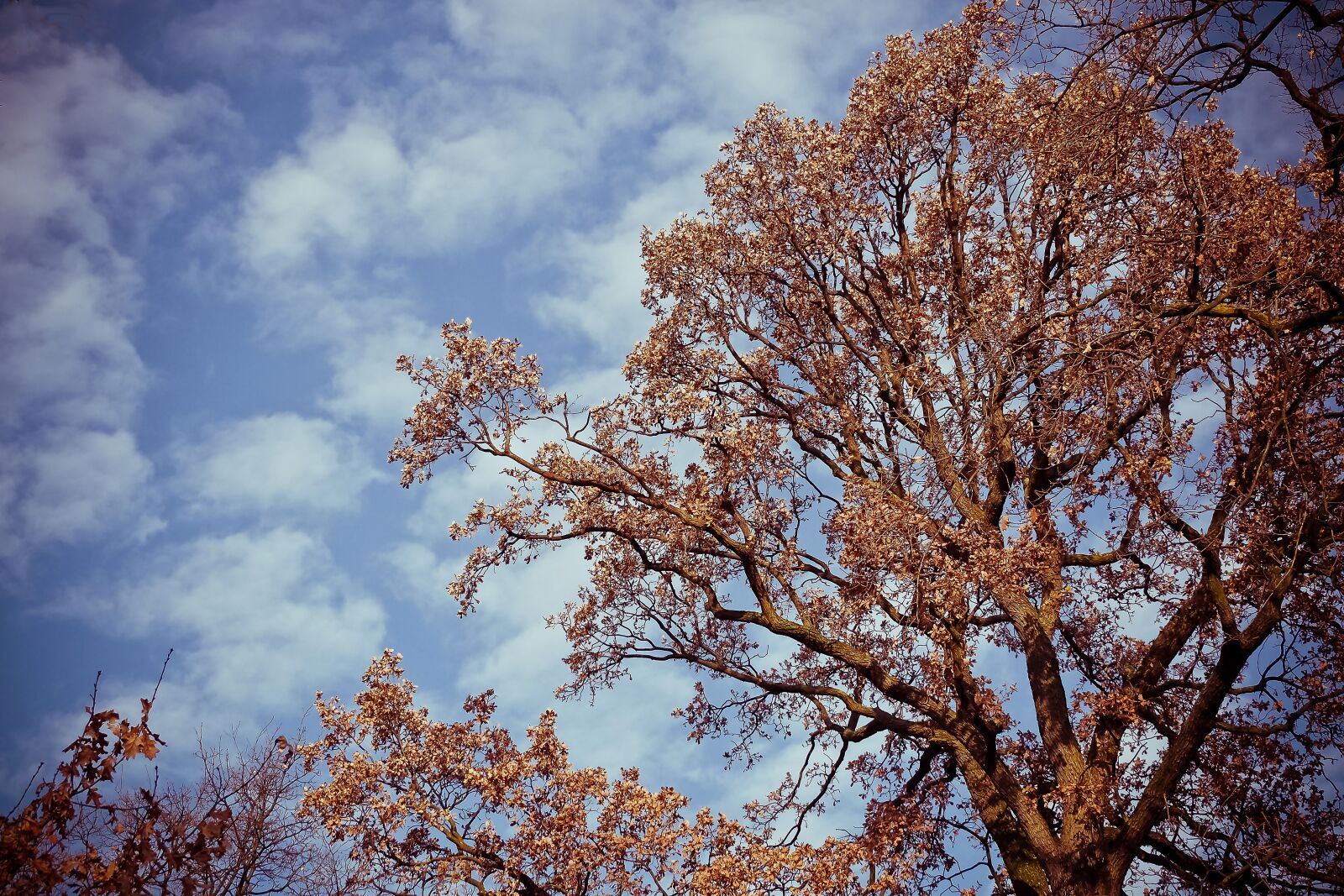 Olympus OM-D E-M10 sample photo. Tree, landscape, nature photography
