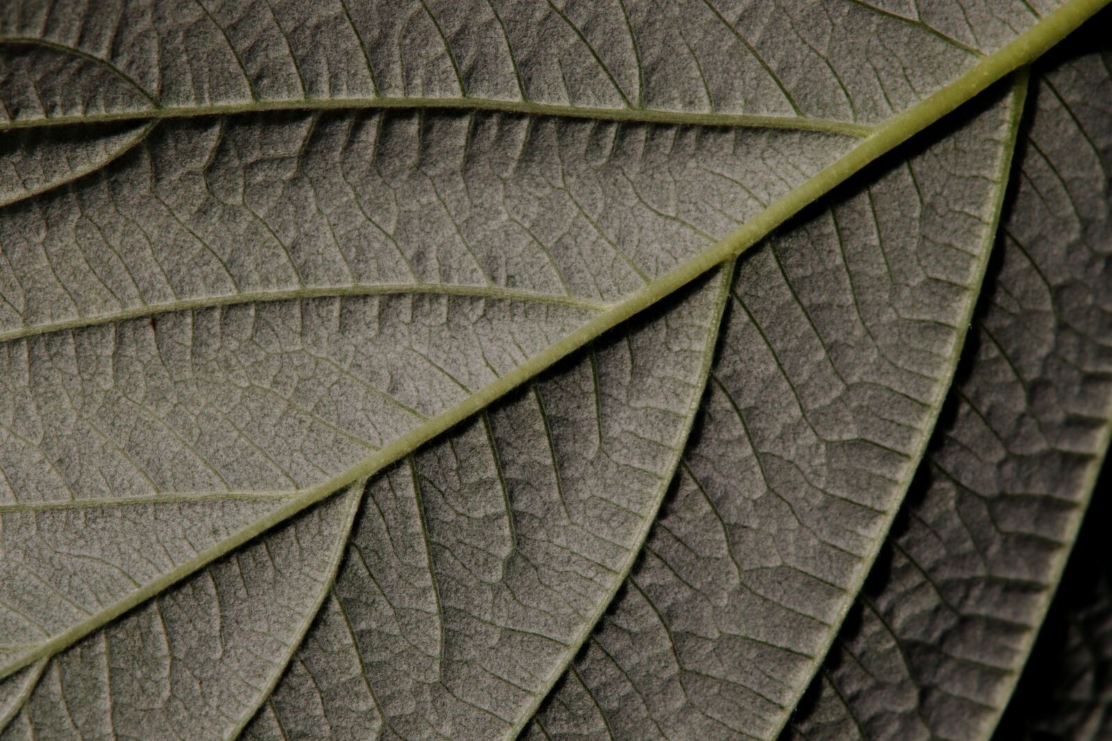 Canon EOS 800D (EOS Rebel T7i / EOS Kiss X9i) sample photo. Raspberry leaf, raspberry, leaf photography