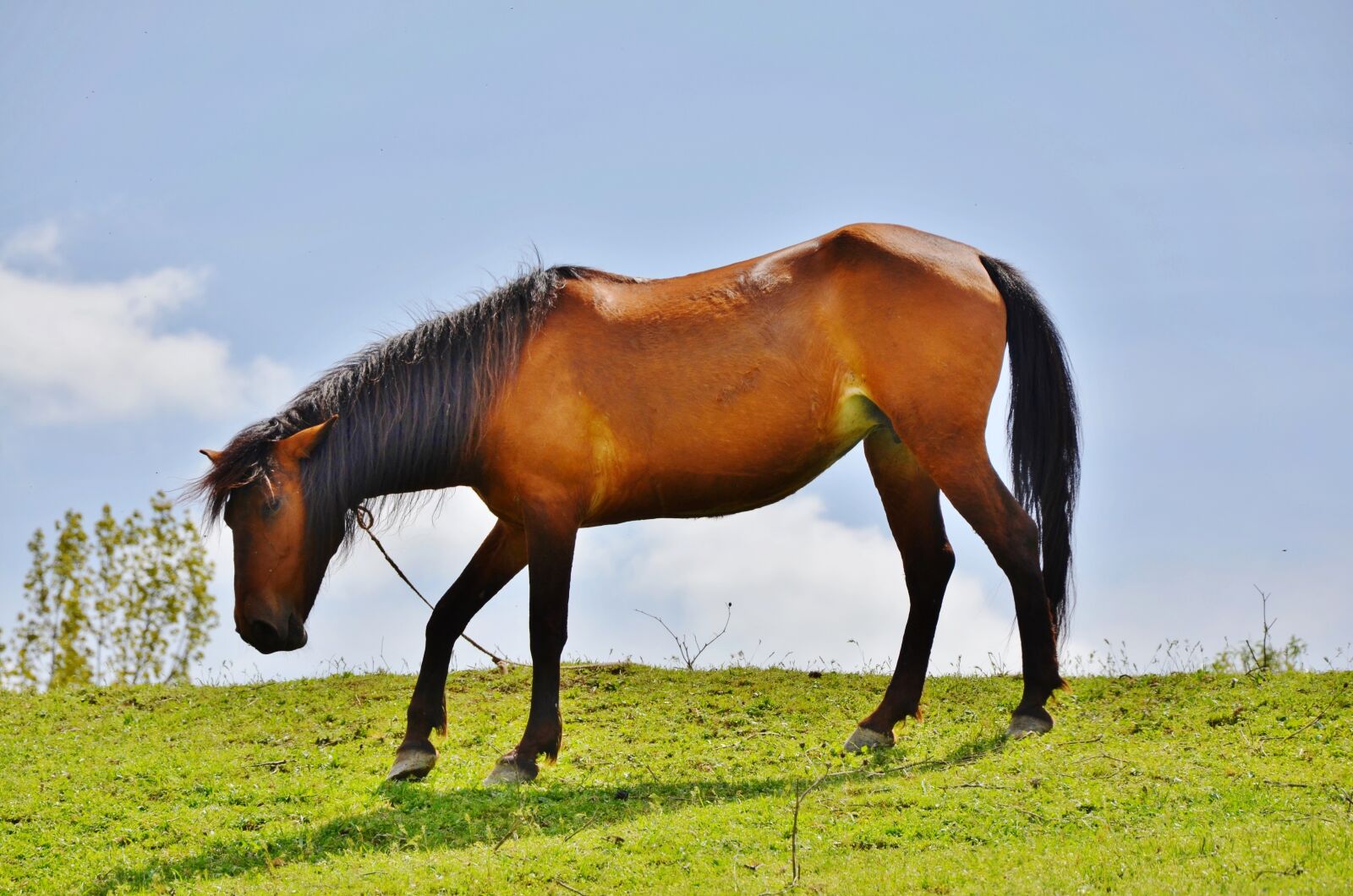 Nikon D7000 sample photo. Horses, animal, mammal photography