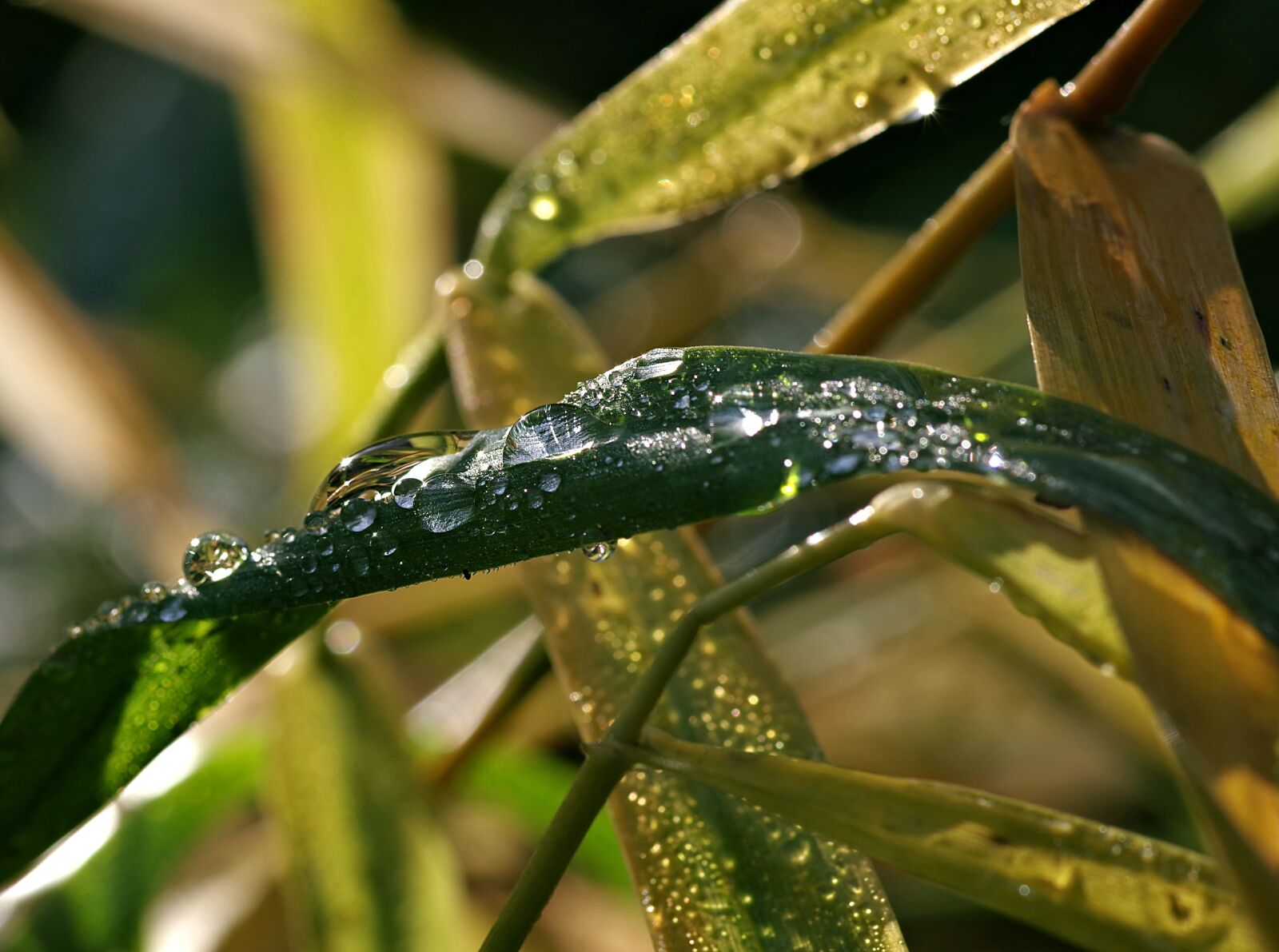 Pentax K-S2 sample photo. Wet grass, rosa, water photography