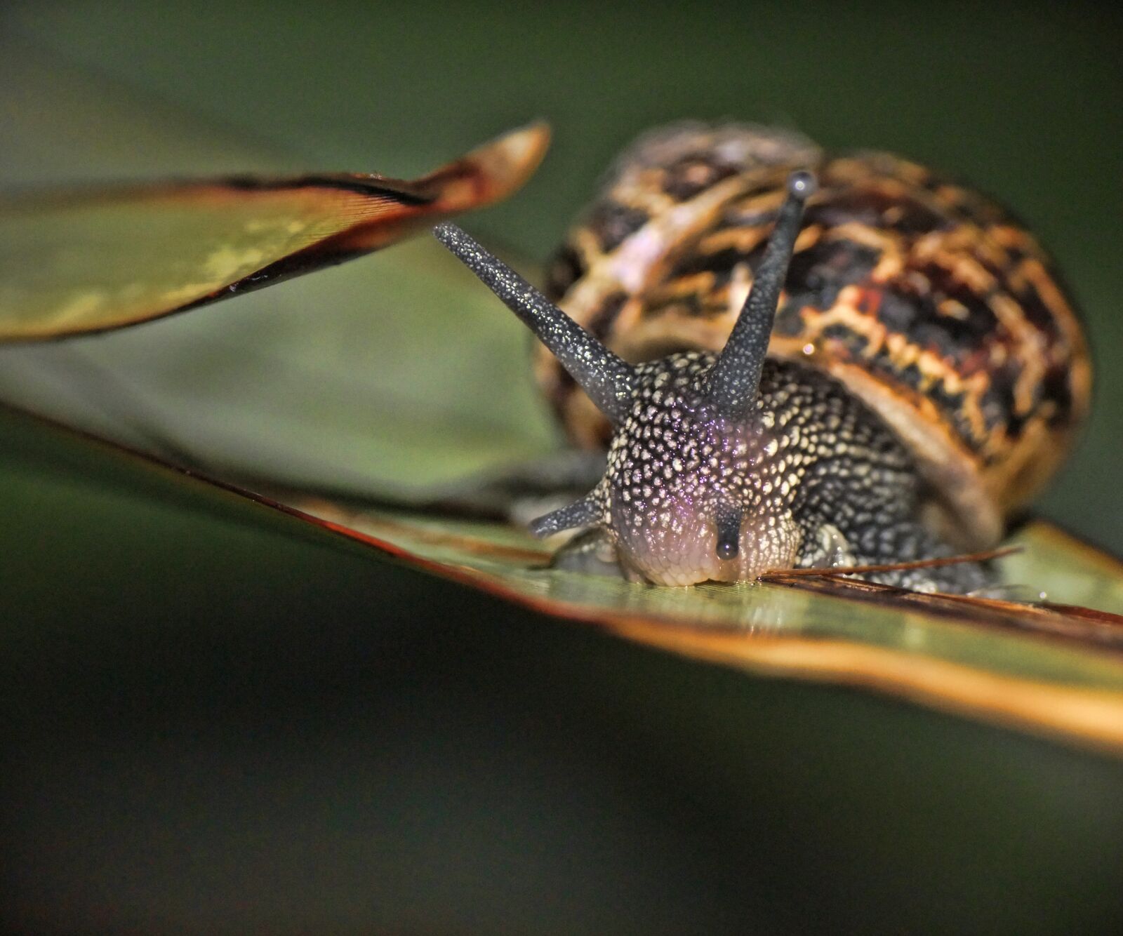 FujiFilm FinePix S200EXR (FinePix S205EXR) sample photo. Snail, macro, garden photography