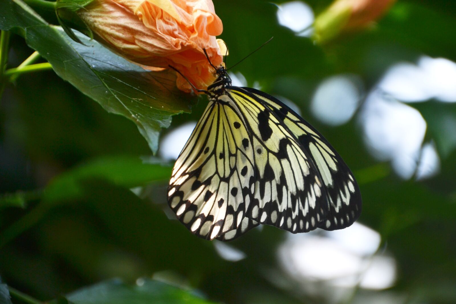 Nikon D3100 sample photo. Butterfly, white, nature photography