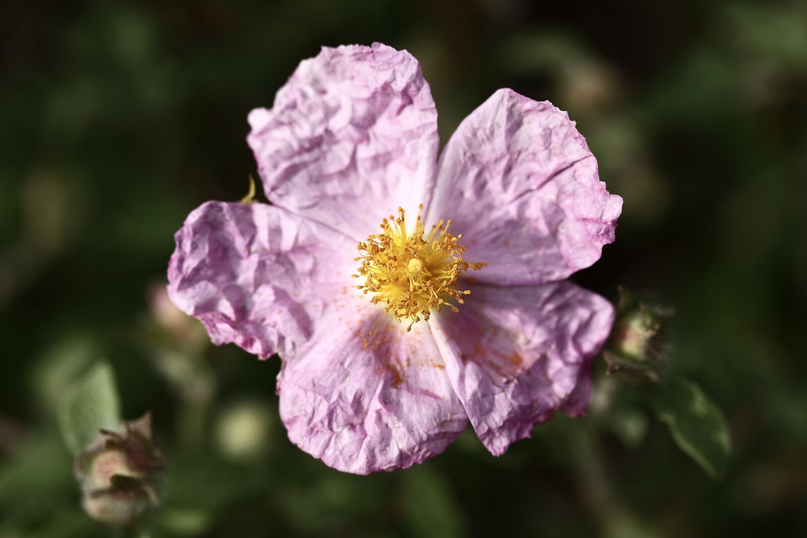 Canon EOS 40D sample photo. Flower, plant, summer photography