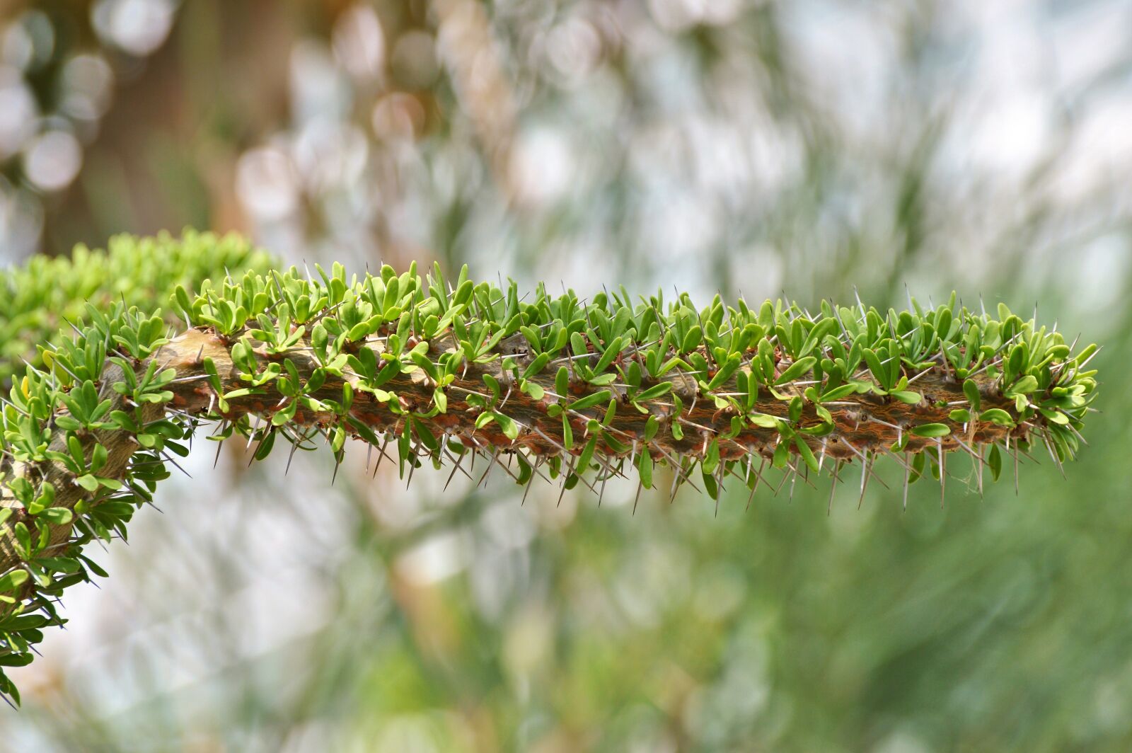 Nikon D3200 sample photo. Cactus, spur, green photography