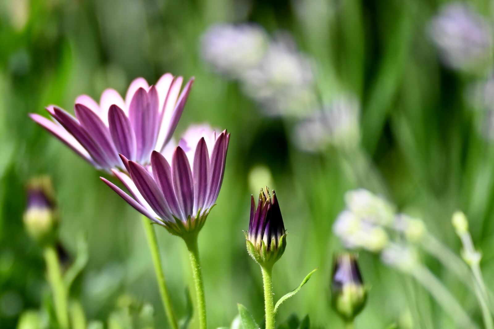 Nikon Nikkor Z 24-70mm F2.8 S sample photo. Marguerite, blossom, bloom photography