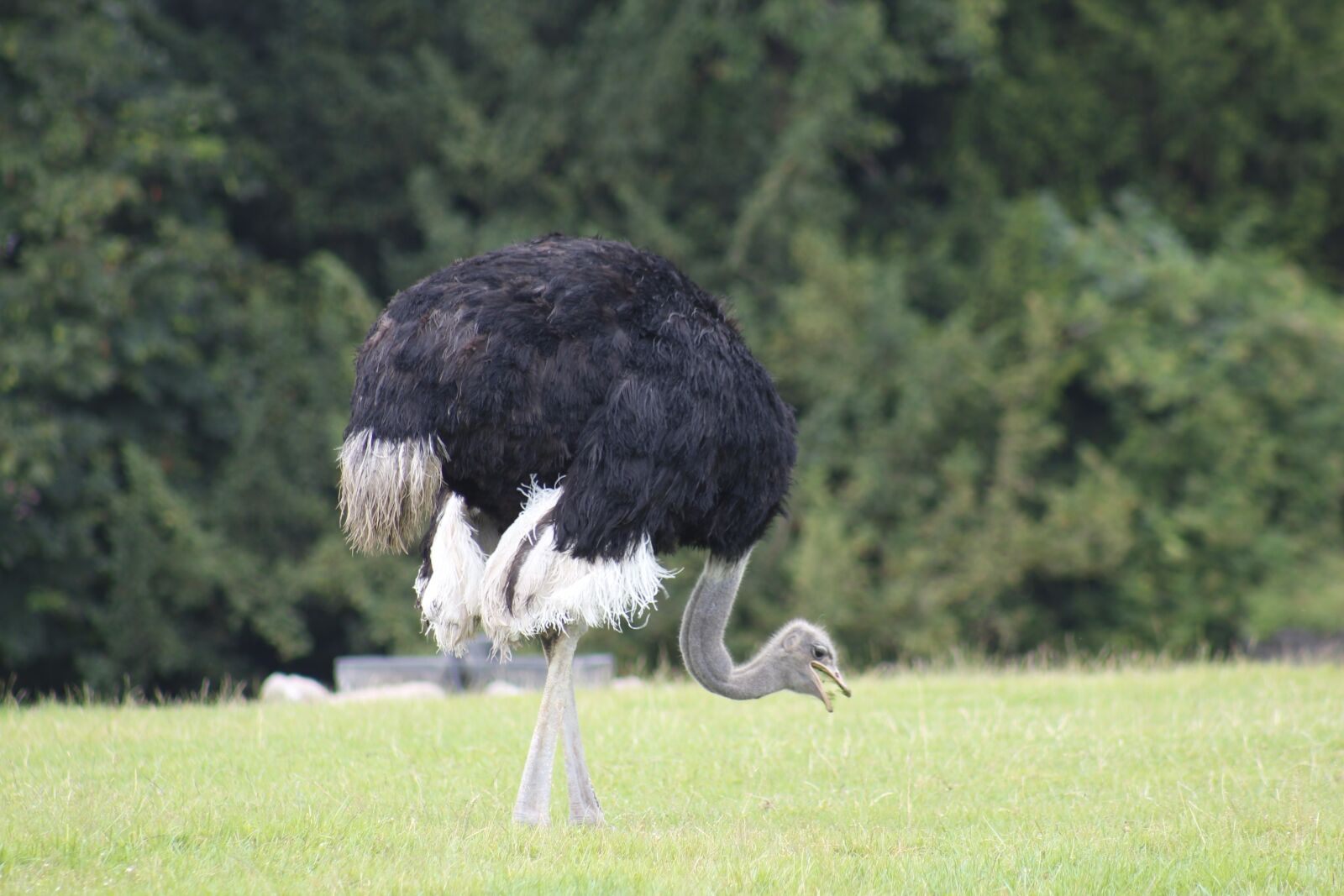 Canon EF 75-300mm f/4-5.6 USM sample photo. Nature, animal, wildlife photography
