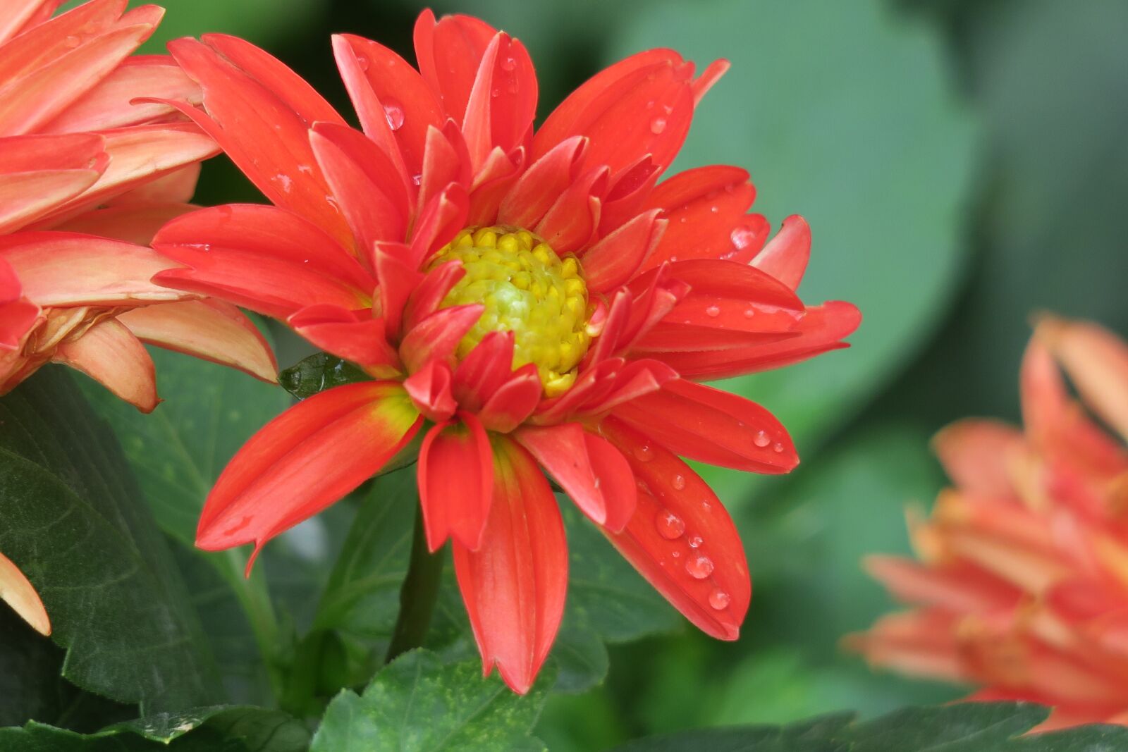 Canon PowerShot G3 X sample photo. Dahlia, nature, plant photography