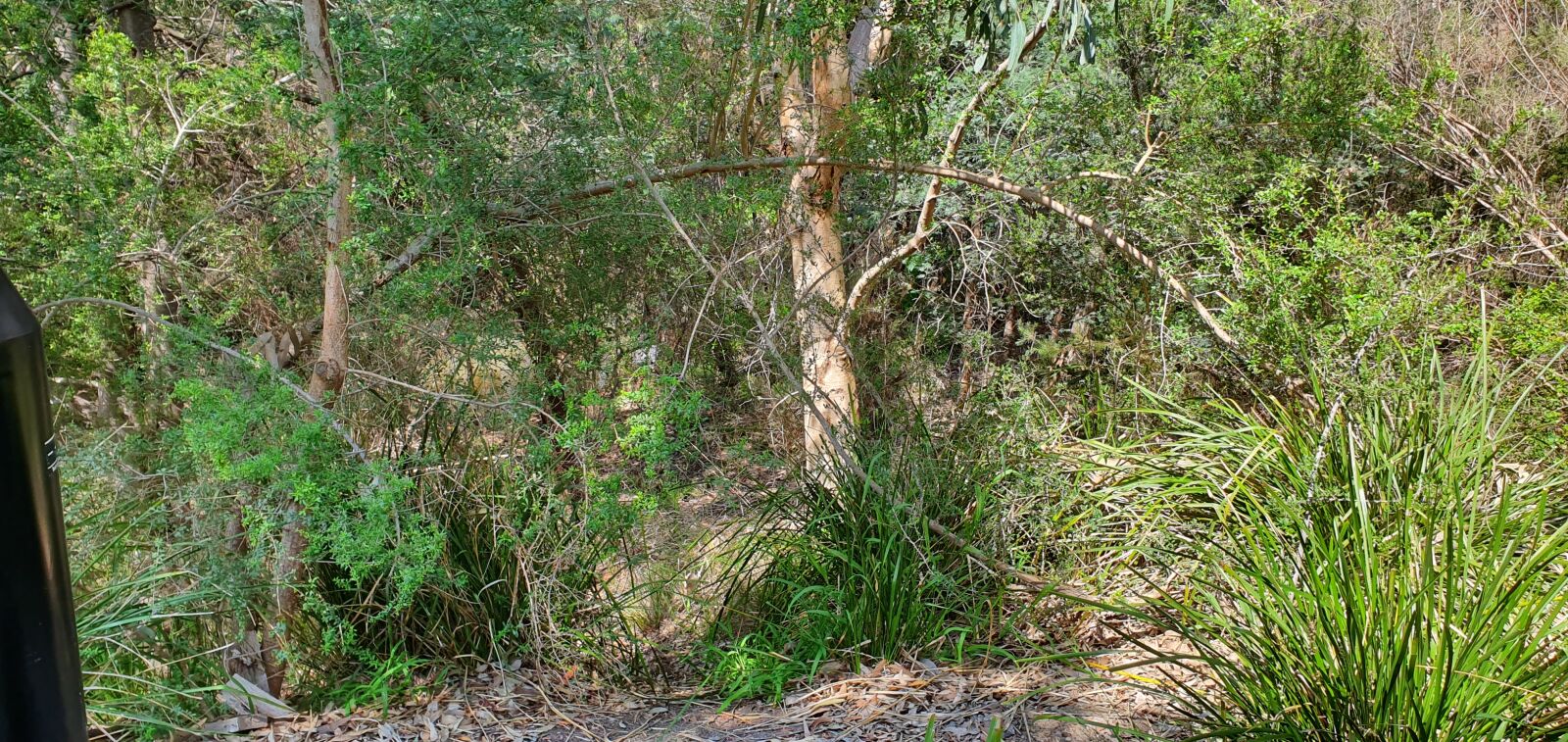 Samsung Galaxy S10+ sample photo. Australian bush, plants, bush photography
