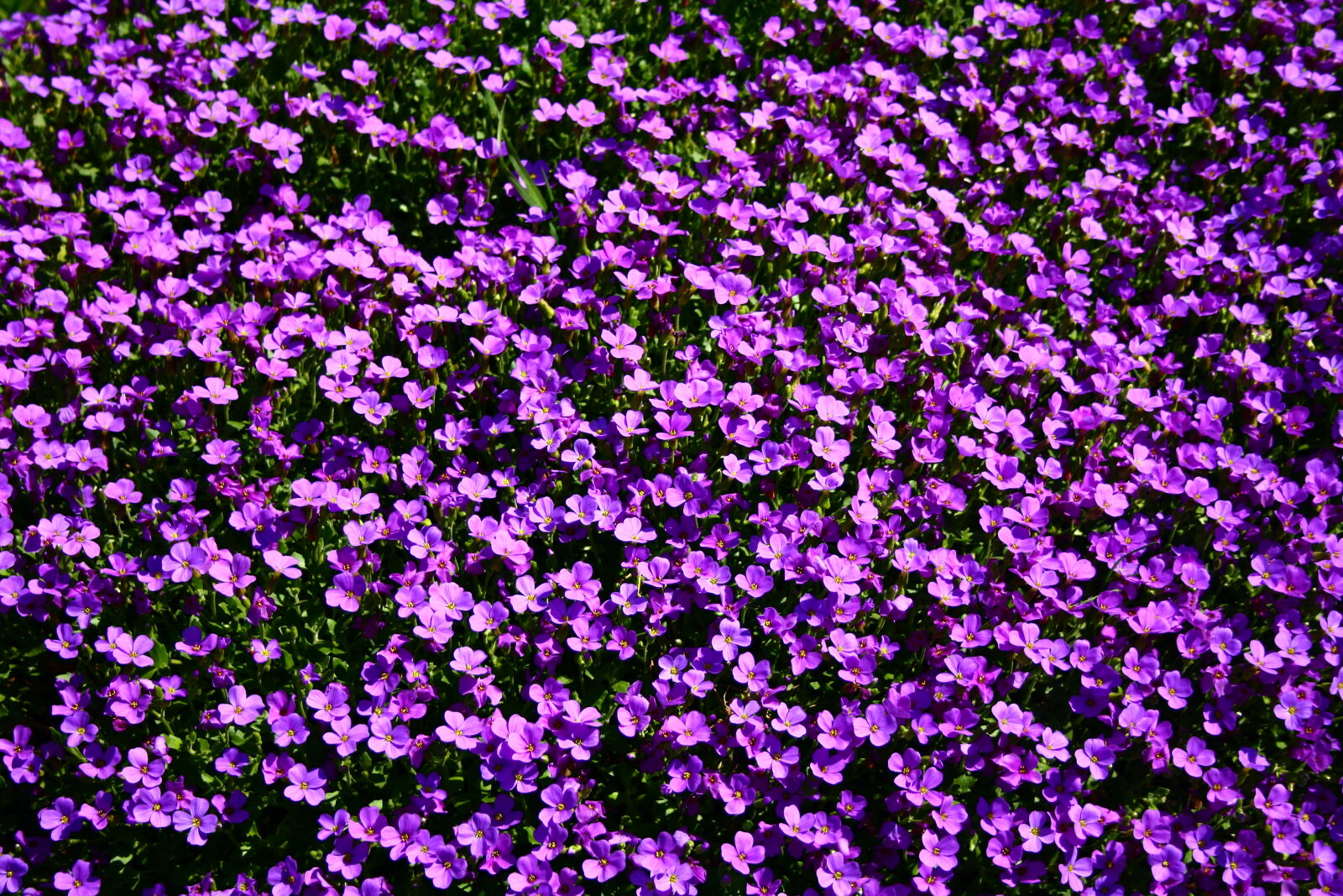 Canon EOS 1000D (EOS Digital Rebel XS / EOS Kiss F) sample photo. Flowerbed, flowers, summer, summertime photography