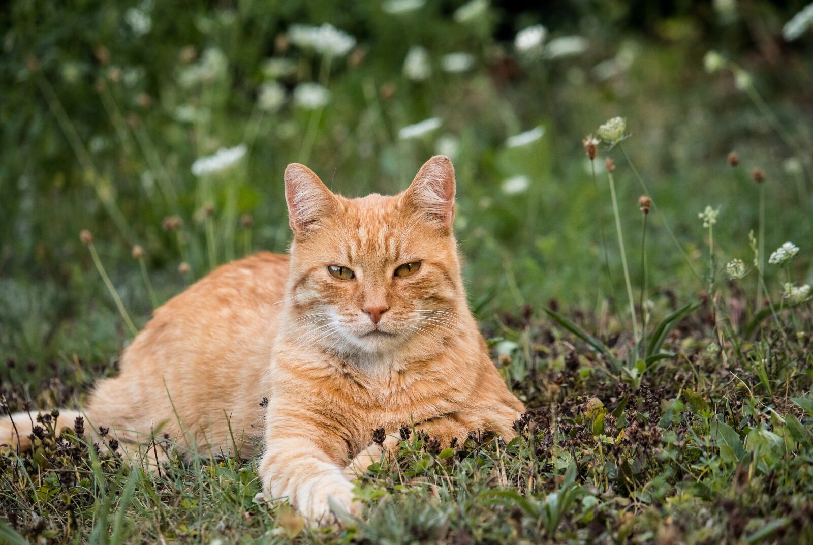Canon EF-S 55-250mm F4-5.6 IS STM sample photo. Cat, domestic cat, animal photography